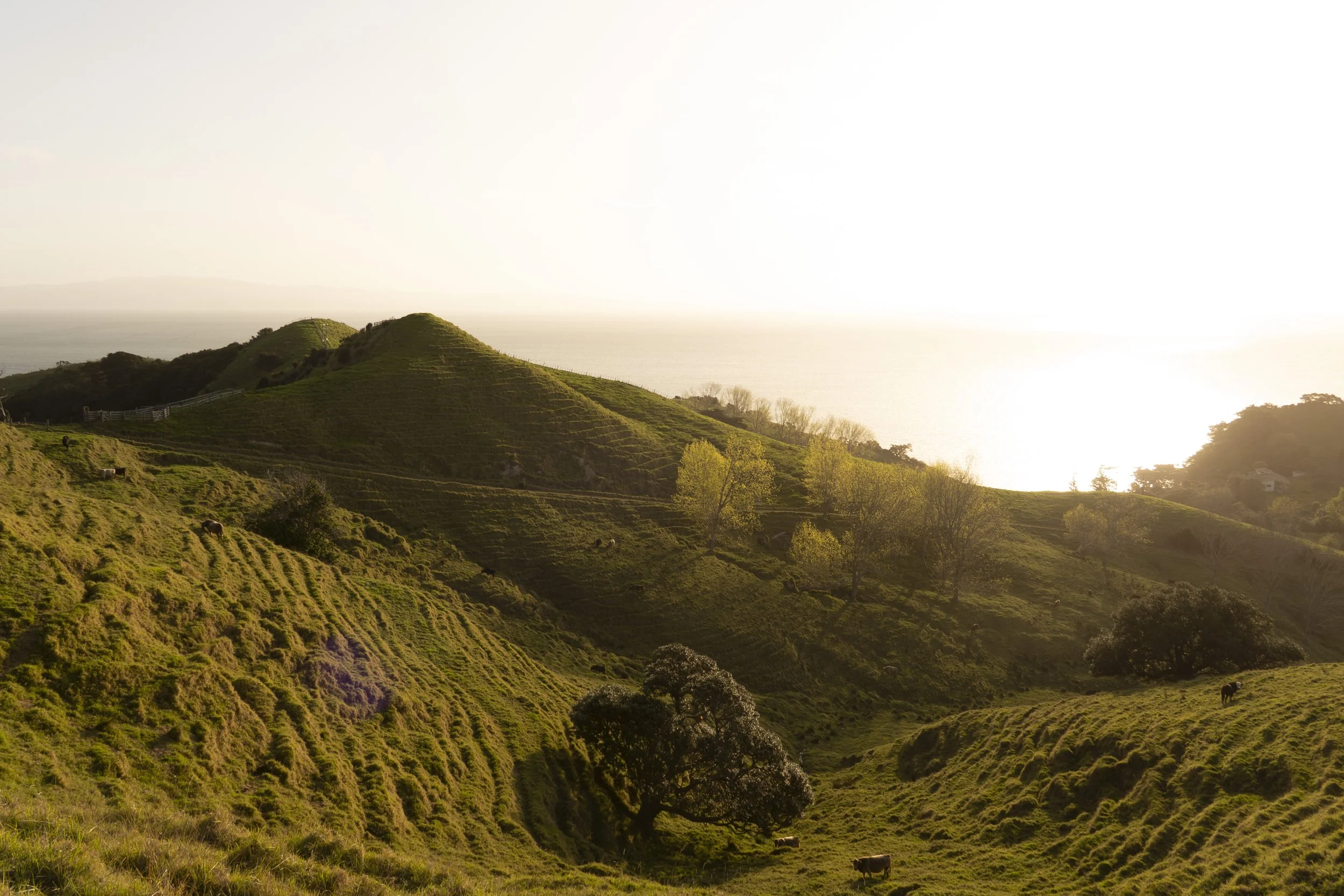 08 // North Island 2025