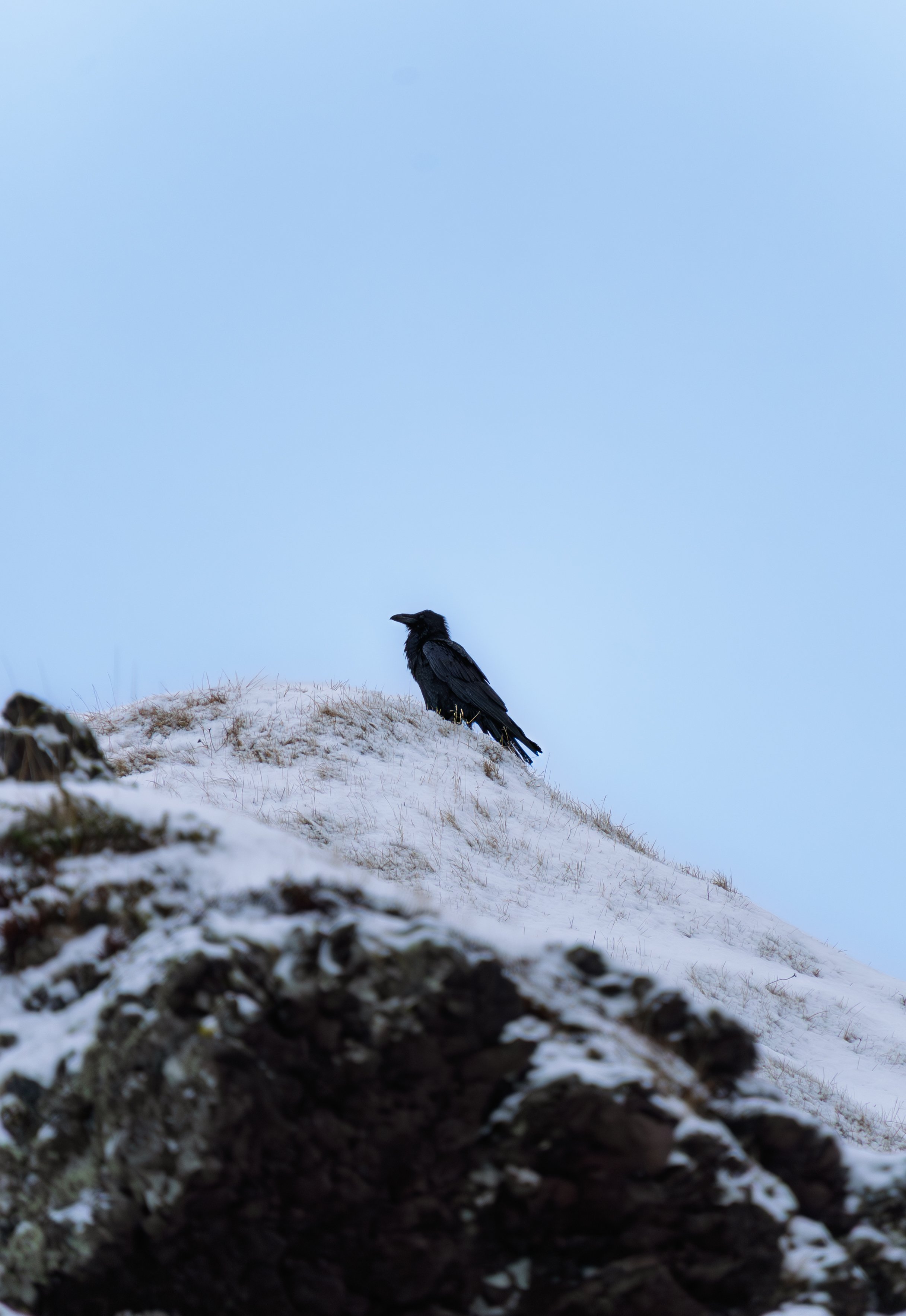 04 // Wildlife