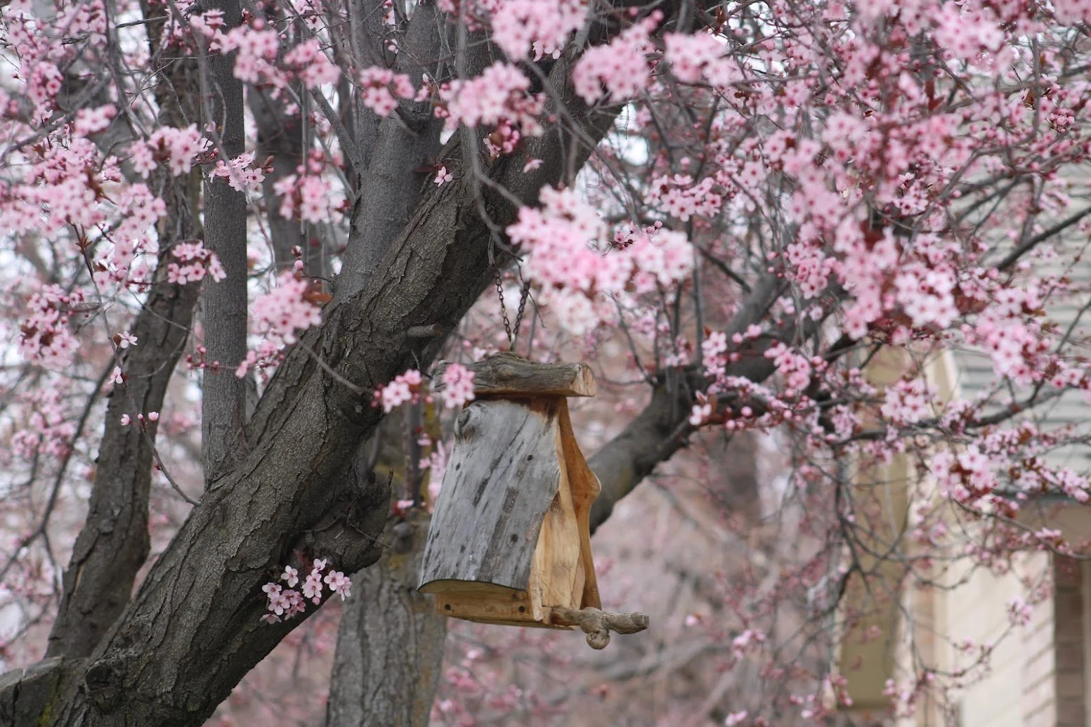 A wooden birdhouse hanging from a pink flowering tree.