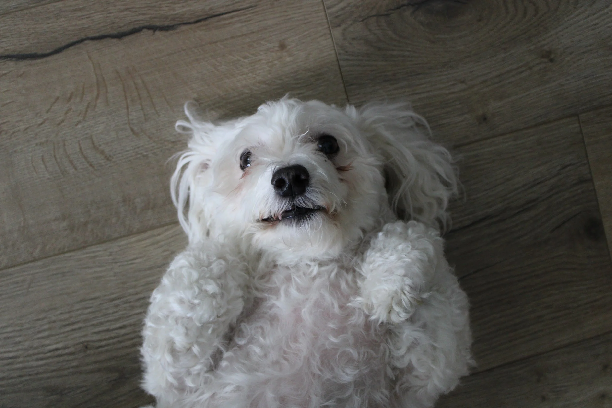 white dog on hardwood floor pet photography 