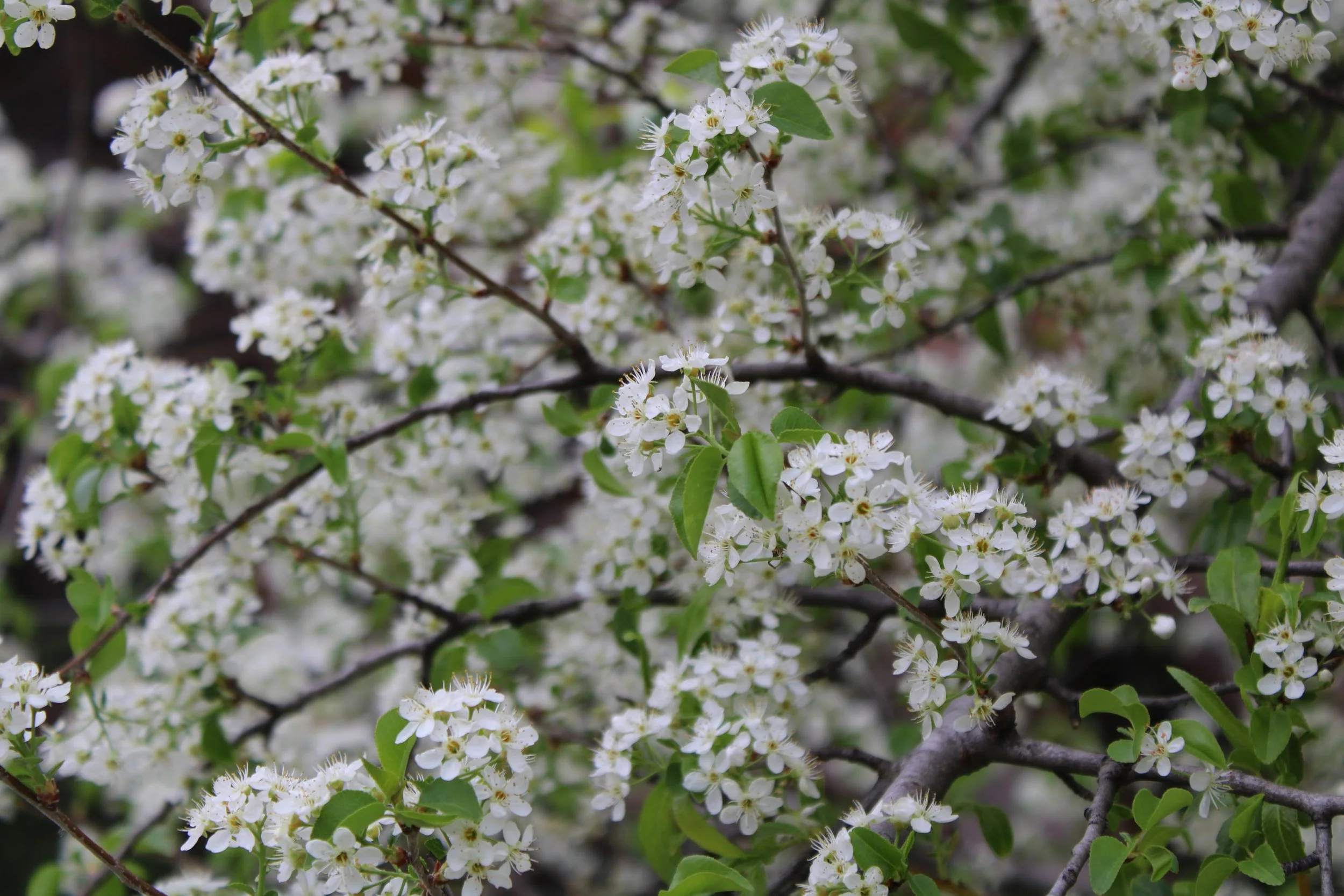 IMG_0152_Original.JPG