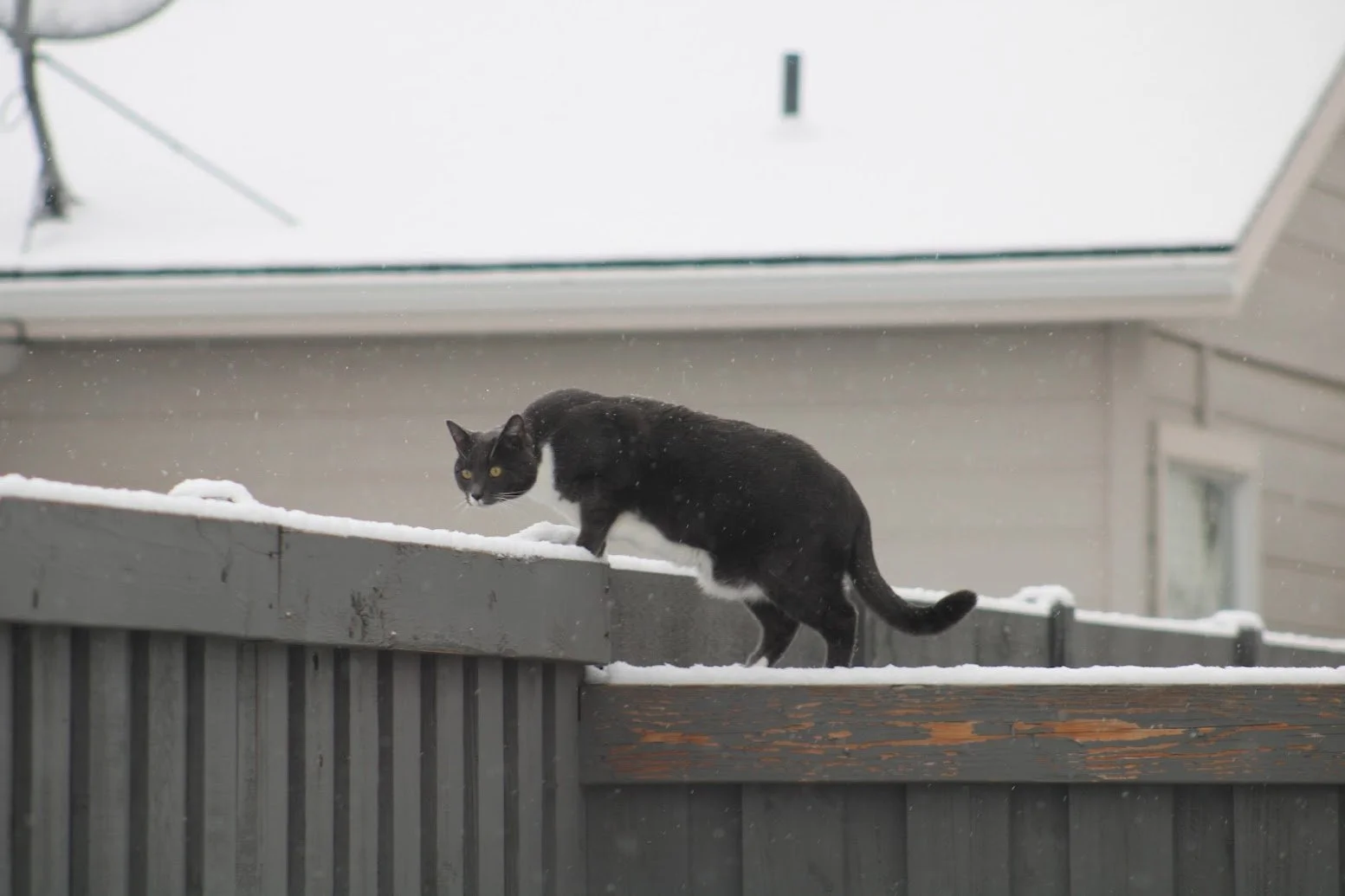 Black cat walking on a snow-covered wooden fence outside a house in snowy weather.