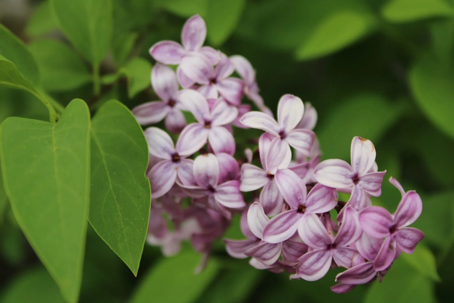 Close-up of a cluster of lilac-colored flowers with green leaves in the background.