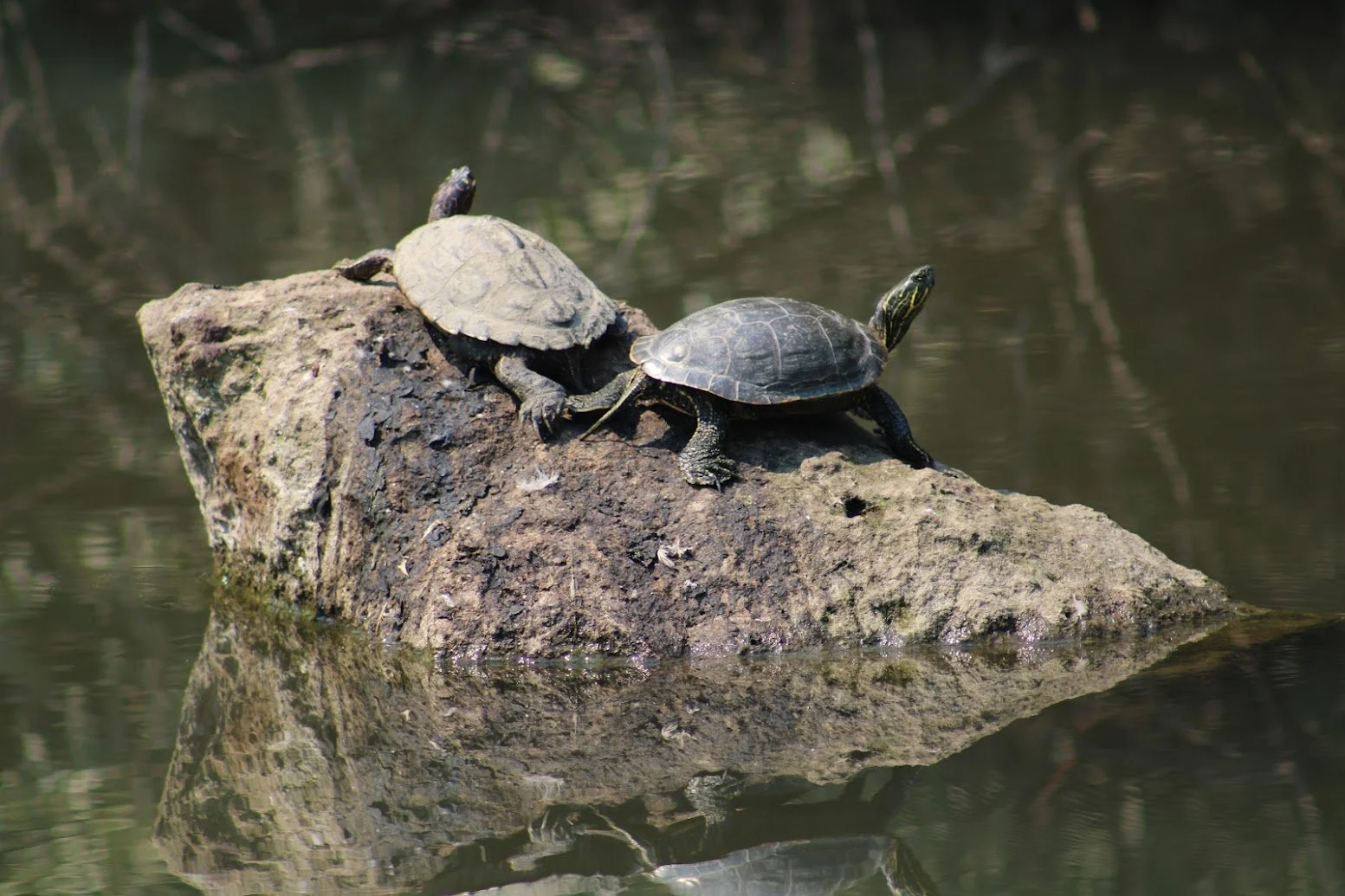 Two turtles sitting on a large rock in a body of water, with one turtle partially over the other.