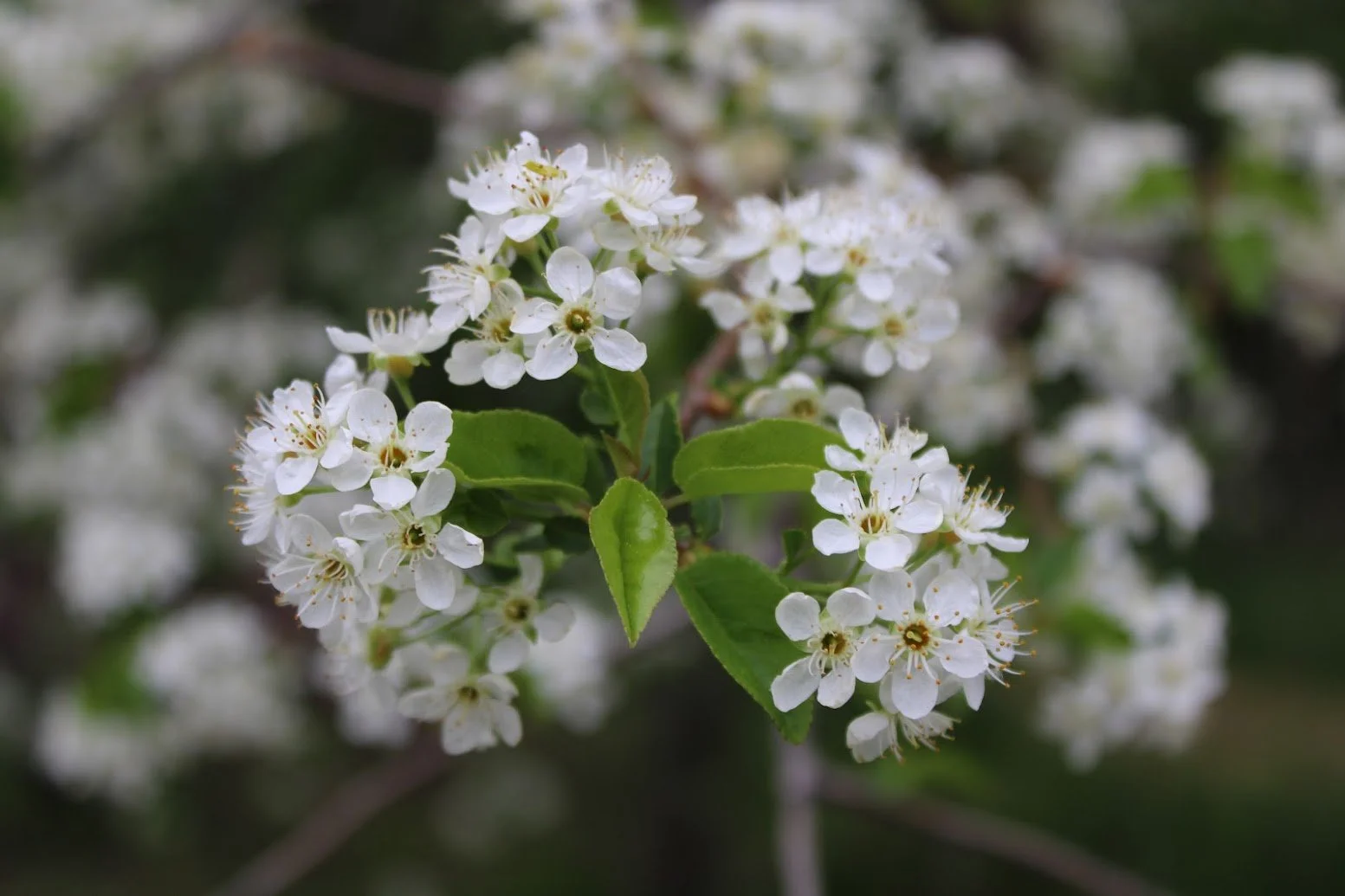 Close-up of white flowering tree blossoms with green leaves on a blurred background.