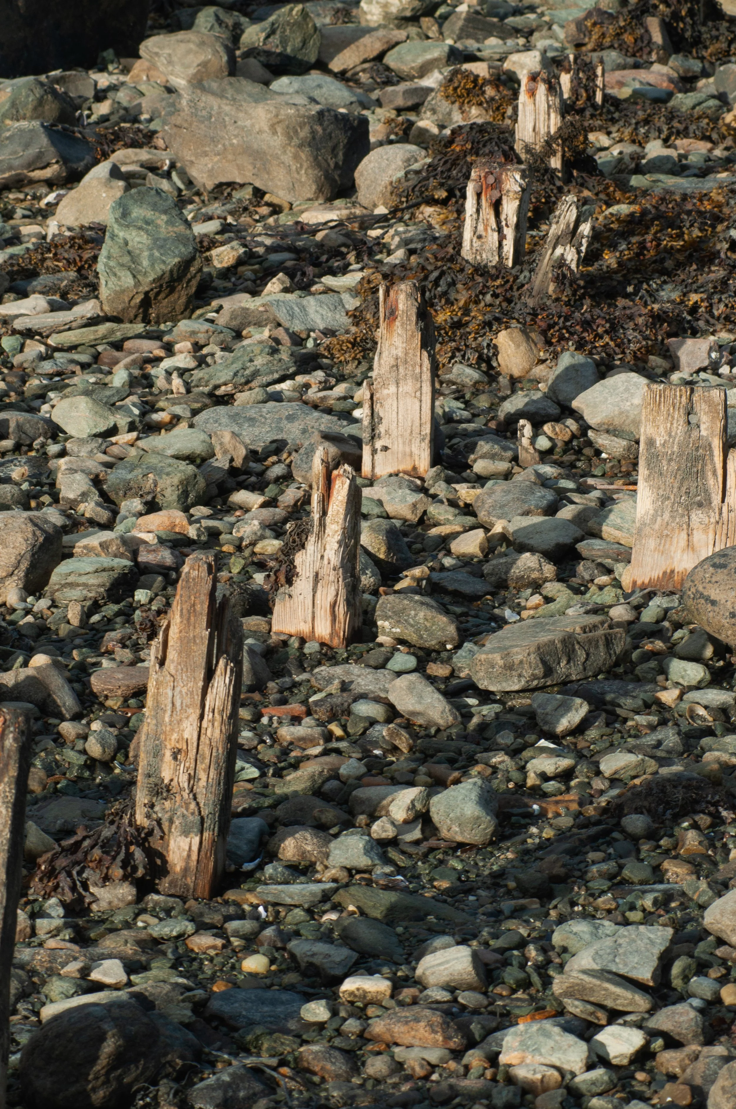 Old weathered wooden posts partially buried and broken on a rocky beach.