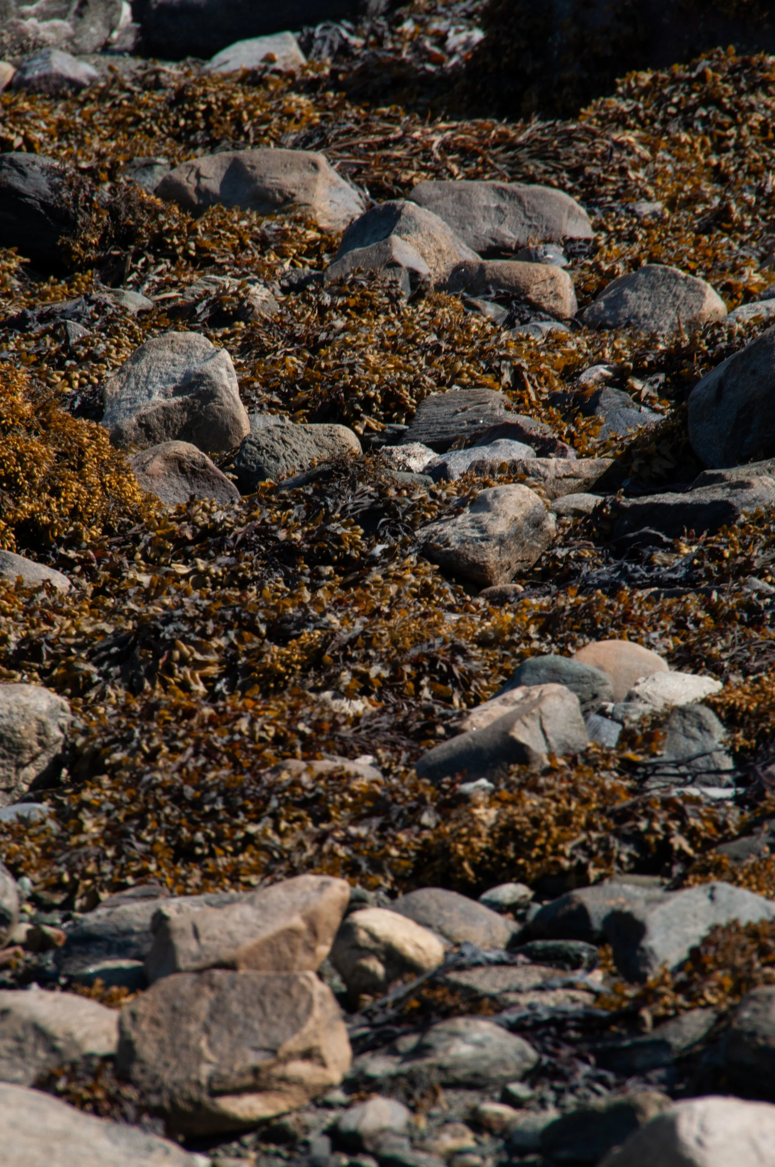 Close-up of a rocky coastline with various stones and brown seaweed.
