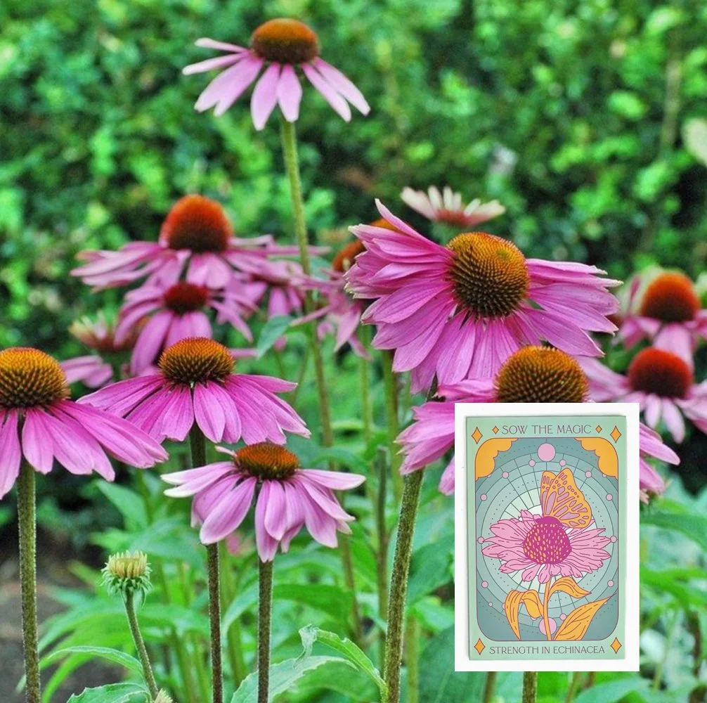 echinacia.jpg