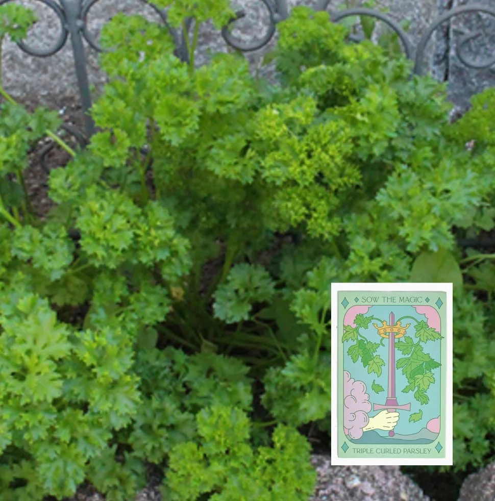 parsely.jpg