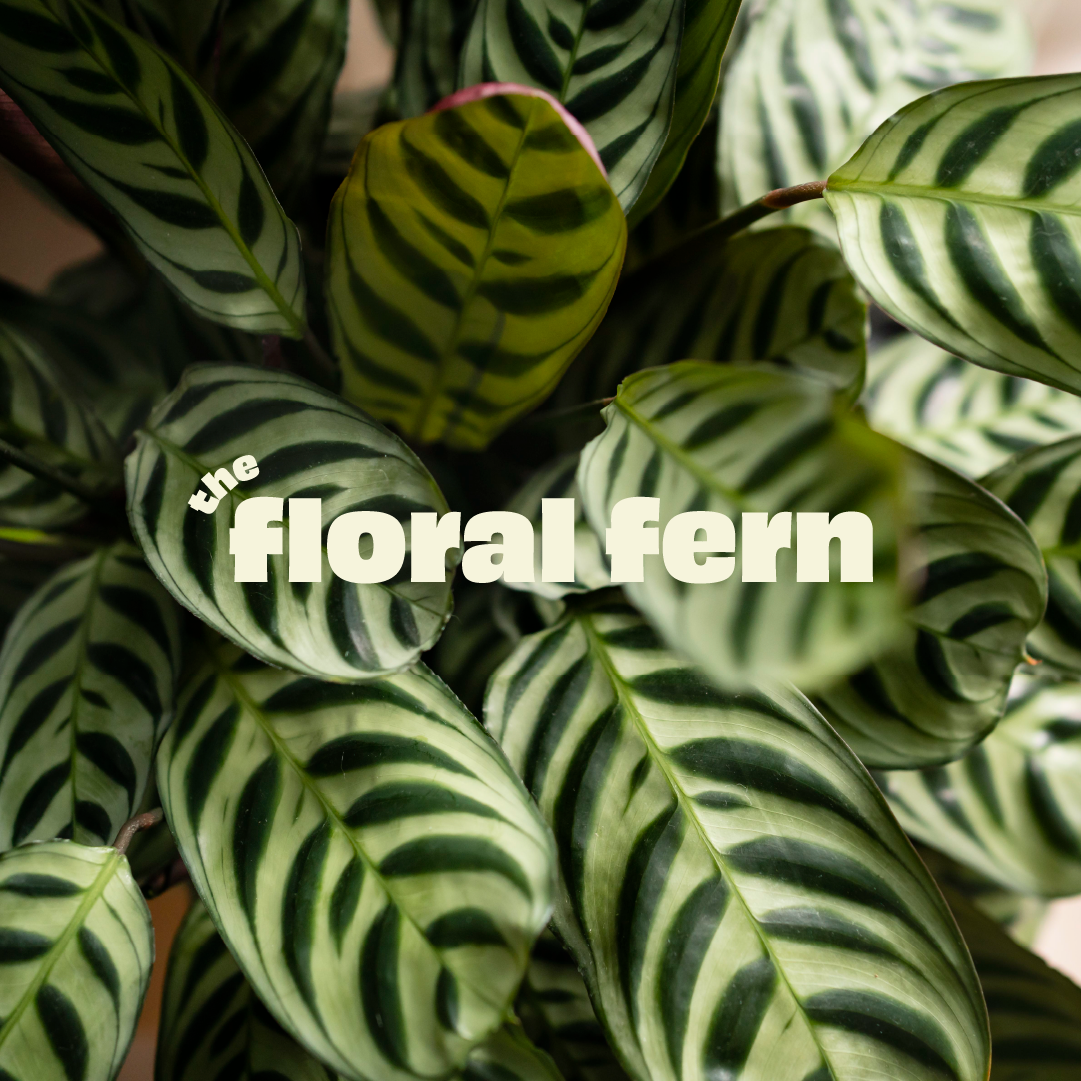 The Floral Fern