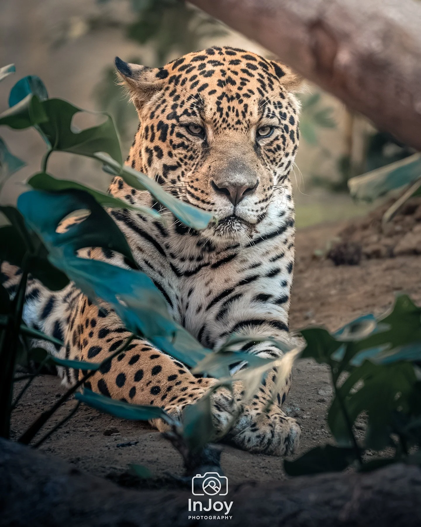 Spotted, but never unnoticed 🐆👀🌿

📸 @injoyxphotography
~InJoy the moment, forever~

#jaguar #wildlifephotography #bigcats #naturephotography #animalportrait