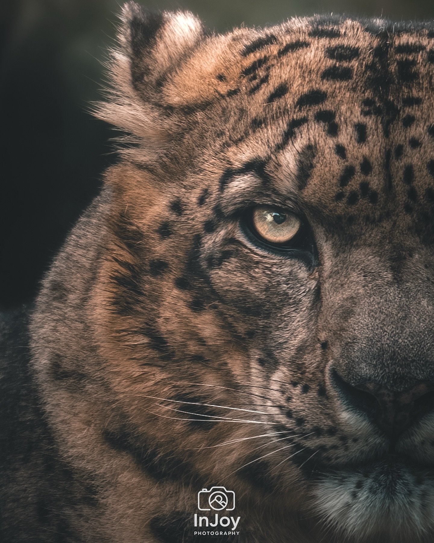 Silent stare. Loud presence. 🐆✨

📸 @injoyxphotography
~InJoy the moment, forever~

#bigcats #wildlifephotography #animalportrait #jaguar #naturephotography