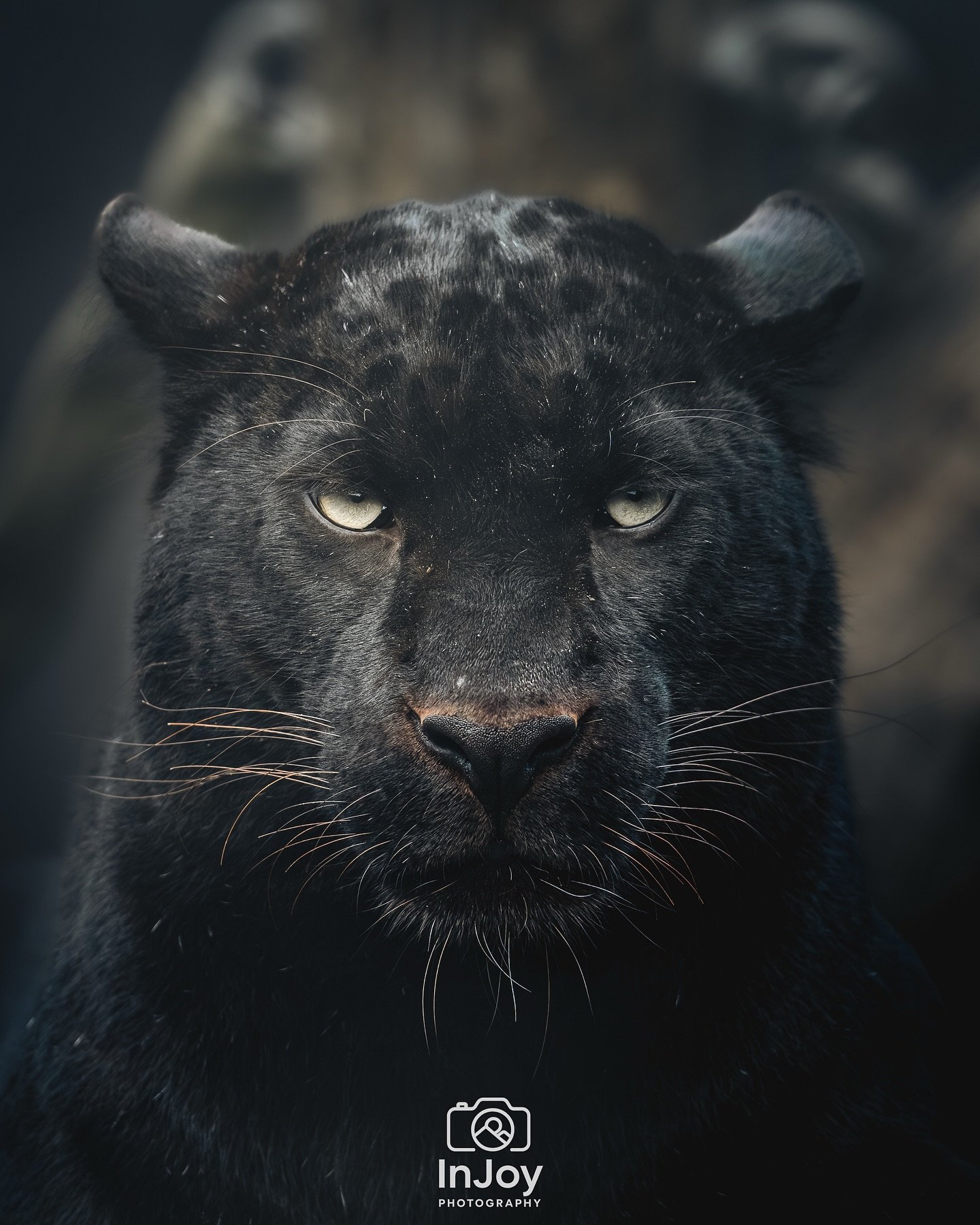 Midnight stare. No mercy. 🖤🐆

📸 @injoyxphotography
www.injoyphotography.be
~InJoy the moment, forever~

#blackpanther #bigcats #wildlifephotography #animalportrait #moodytones