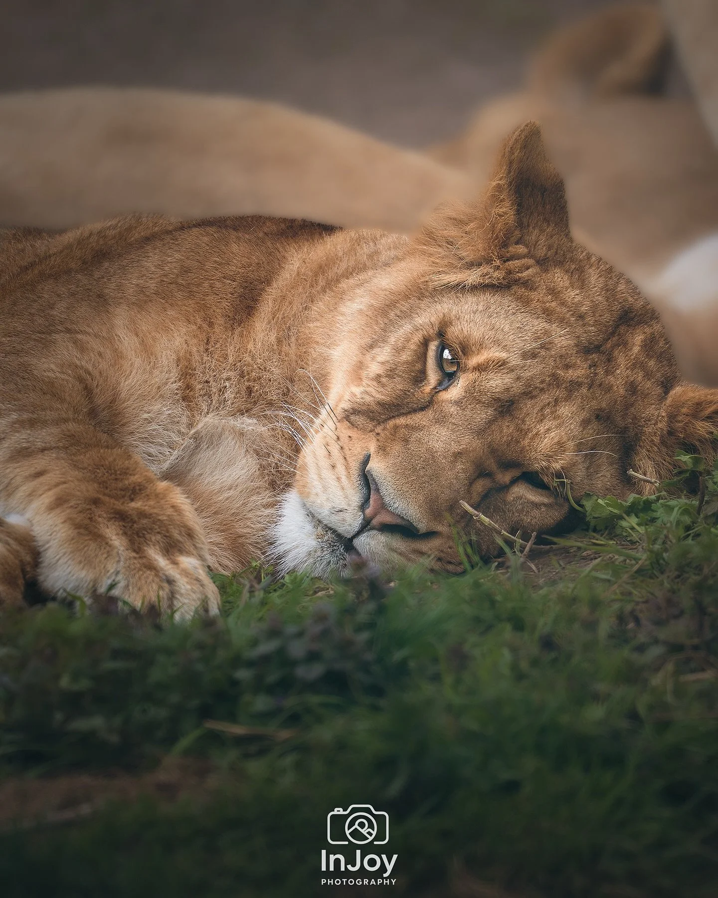 Quiet strength, eyes still on the world. 🦁✨
Force tranquille, le regard toujours &eacute;veill&eacute;. 🦁✨
Stille kracht, met een blik die alles ziet. 🦁✨

🌐 injoyphotography.be

📸 @injoyxphotography
~InJoy the moment, forever~
#lioness #bigcats 