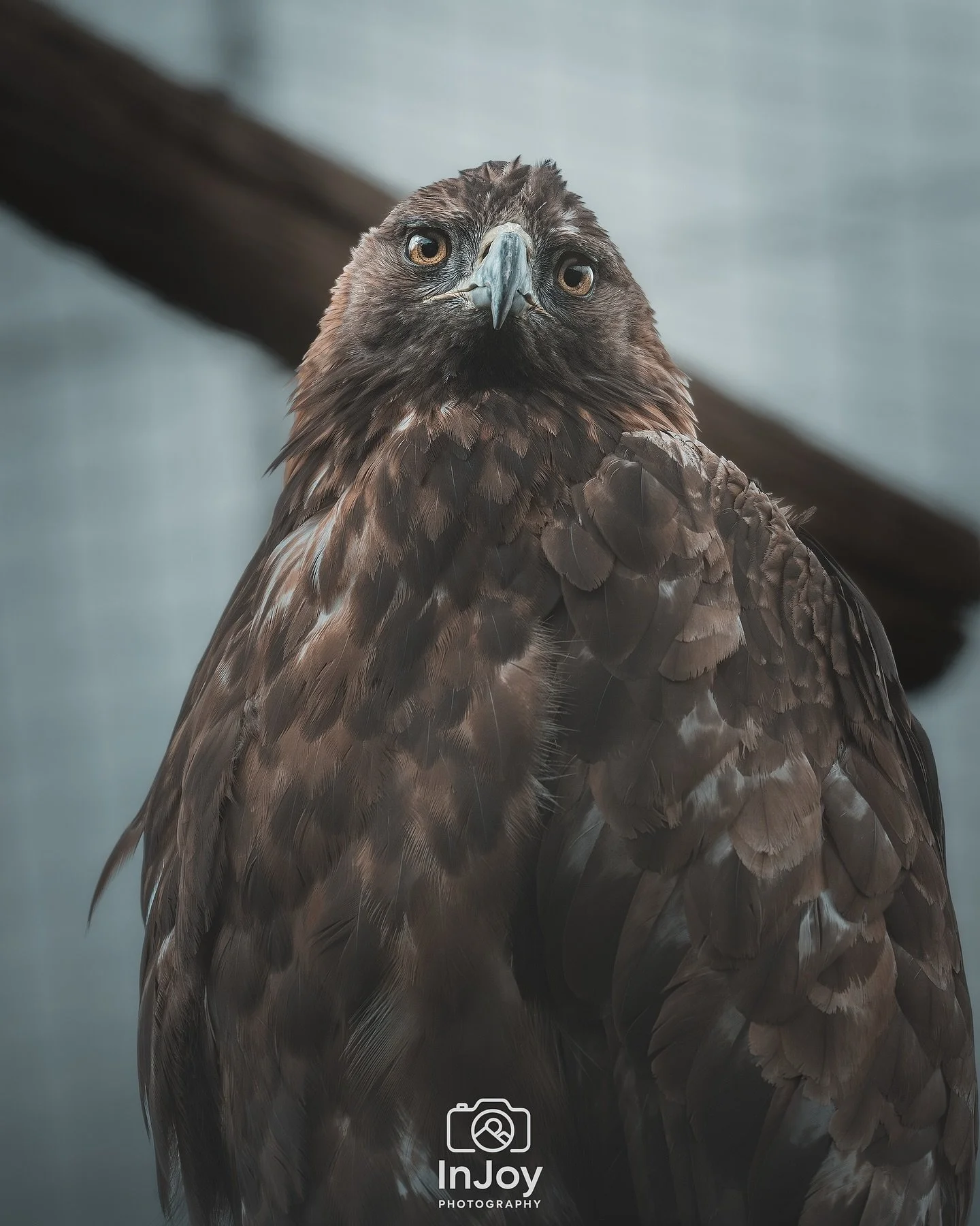 Locked in &mdash; nothing gets past these eyes. 🦅
Regard fix&eacute; &mdash; rien n&rsquo;&eacute;chappe &agrave; ces yeux. 🦅
Blik op scherp &mdash; niets ontsnapt aan deze ogen. 🦅

🌐 injoyphotography.be

📸 @injoyxphotography
~InJoy the moment, 