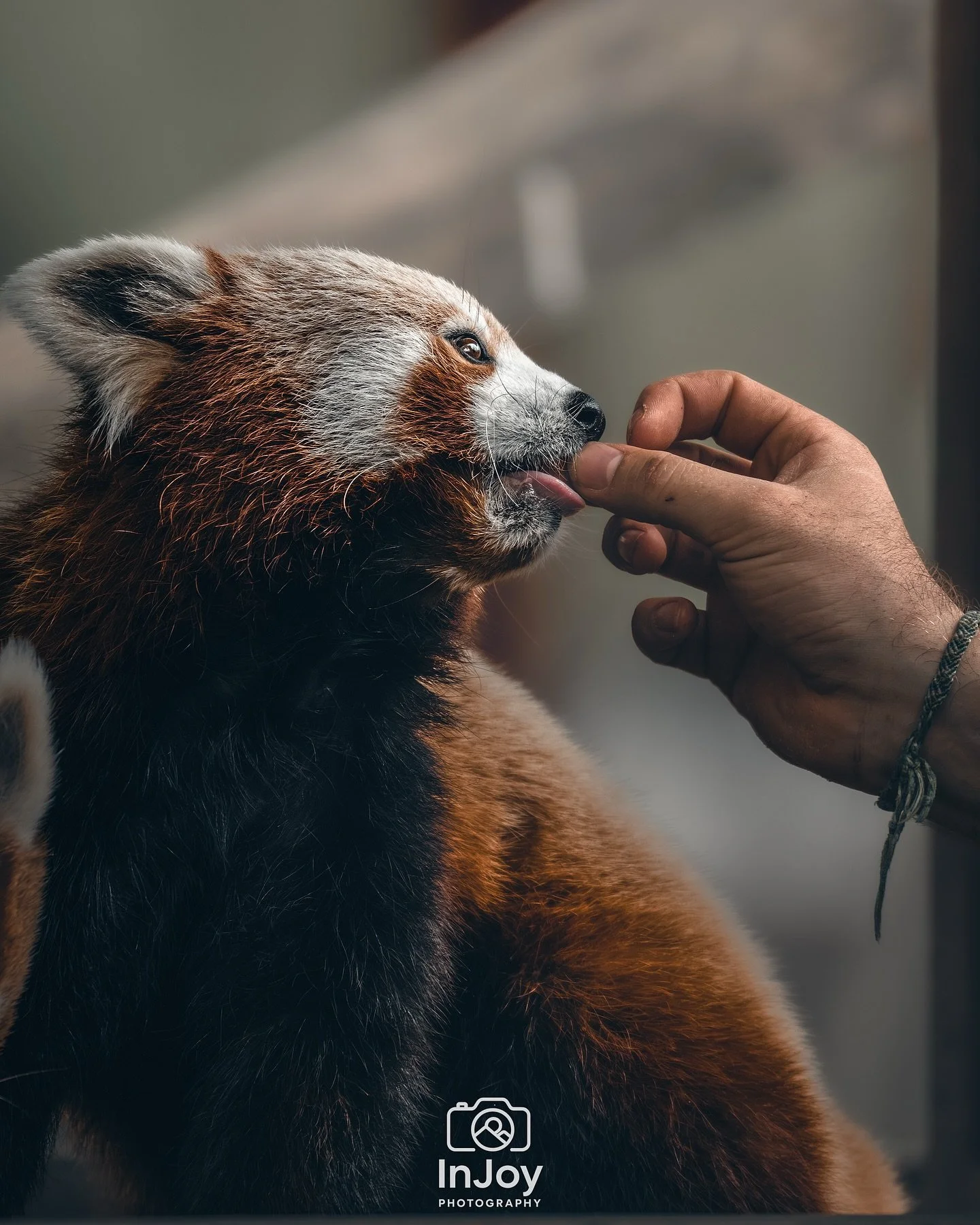 Snack inspector: approved. 🦊✅
Inspecteur de friandises : approuv&eacute;. 🦊✅
Snack-inspecteur: goedgekeurd. 🦊✅

🌐 injoyphotography.be

📸 @injoyxphotography
~InJoy the moment, forever~
#redpanda #pairidaiza #wildlifephotography #animalportrait #n