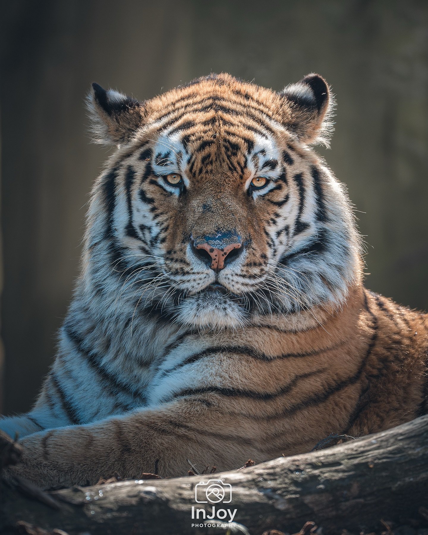 Staring contest&hellip; I blinked first. 🐯
Concours de regard&hellip; j&rsquo;ai clign&eacute; des yeux en premier. 🐯
Staarwedstrijd&hellip; ik knipperde als eerste. 🐯

🌐 injoyphotography.be

📸 @injoyxphotography
~InJoy the moment, forever~
#tig