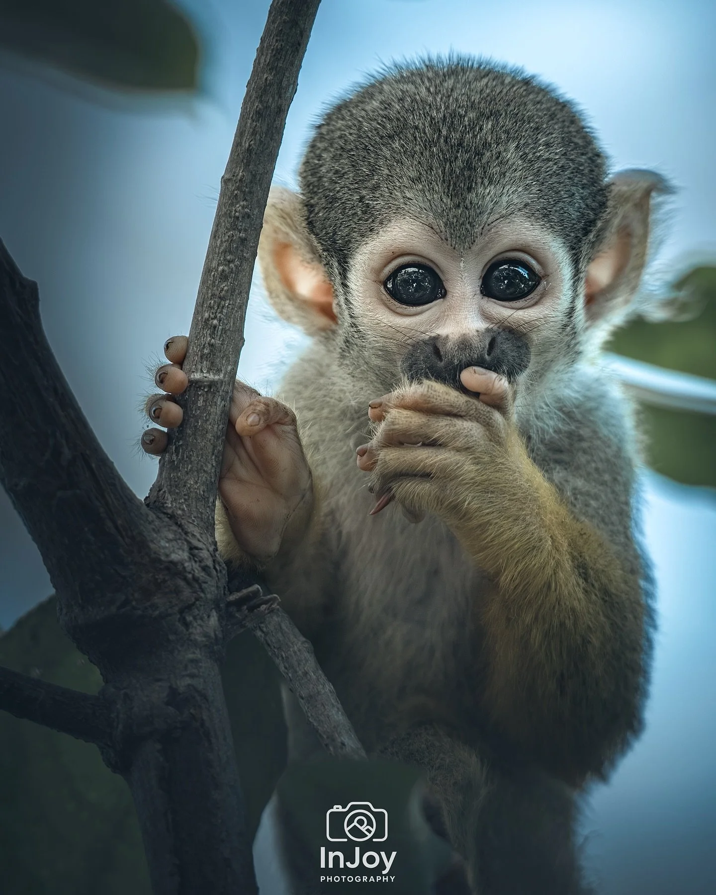 Caught me mid-snack 😳🙈
Pris en plein go&ucirc;ter 😳🙈
Betrapt tijdens het snoepen 😳🙈

🌐 injoyphotography.be

📸 @injoyxphotography
~InJoy the moment, forever~
#squirrelmonkey #monkeysofinstagram #wildlifephotography #animalportrait #pairidaiza