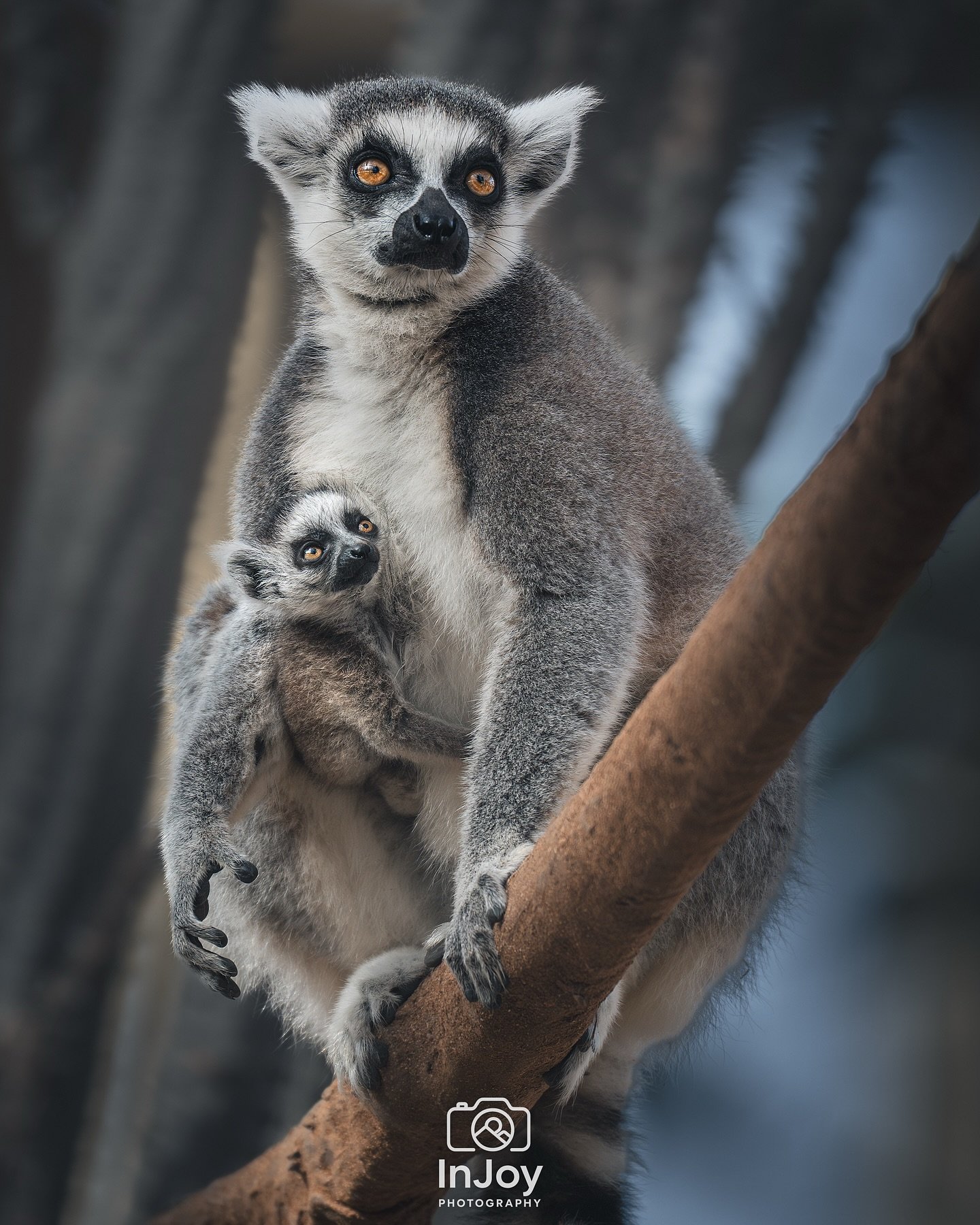 Eyes on the world, arms full of love 🖤🤍
Les yeux sur le monde, les bras pleins d&rsquo;amour 🖤🤍
Ogen op de wereld, armen vol liefde 🖤🤍

🌐 injoyphotography.be

📸 @injoyxphotography
~InJoy the moment, forever~
#lemur #ringtailedlemur #wildlifep