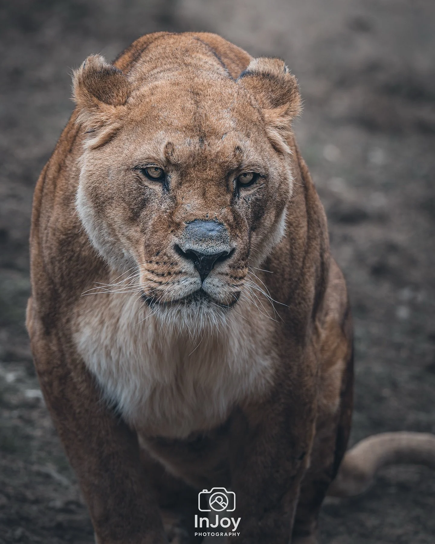 No roar needed&mdash;just that look. 🦁
Pas besoin de rugir &mdash; ce regard suffit. 🦁
Geen brul nodig &mdash; die blik is genoeg. 🦁

🌐 injoyphotography.be

📸 @injoyxphotography
~InJoy the moment, forever~
#lion #bigcats #wildlifephotography #an