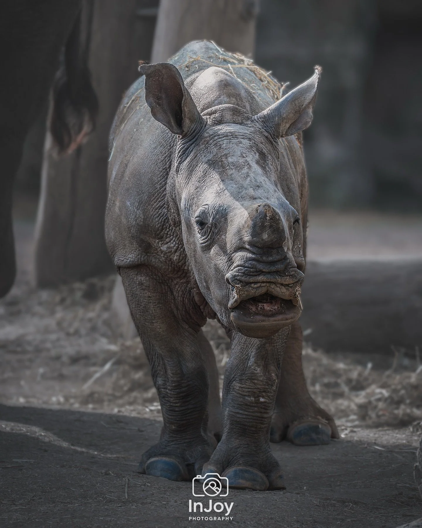 Tiny steps, big attitude. 🦏
Petits pas, grande attitude. 🦏
Kleine stapjes, grote attitude. 🦏

🌐 injoyphotography.be

📸 @injoyxphotography
~InJoy the moment, forever~
#rhino #babyrhino #wildlifephotography #animalportrait #pairidaiza