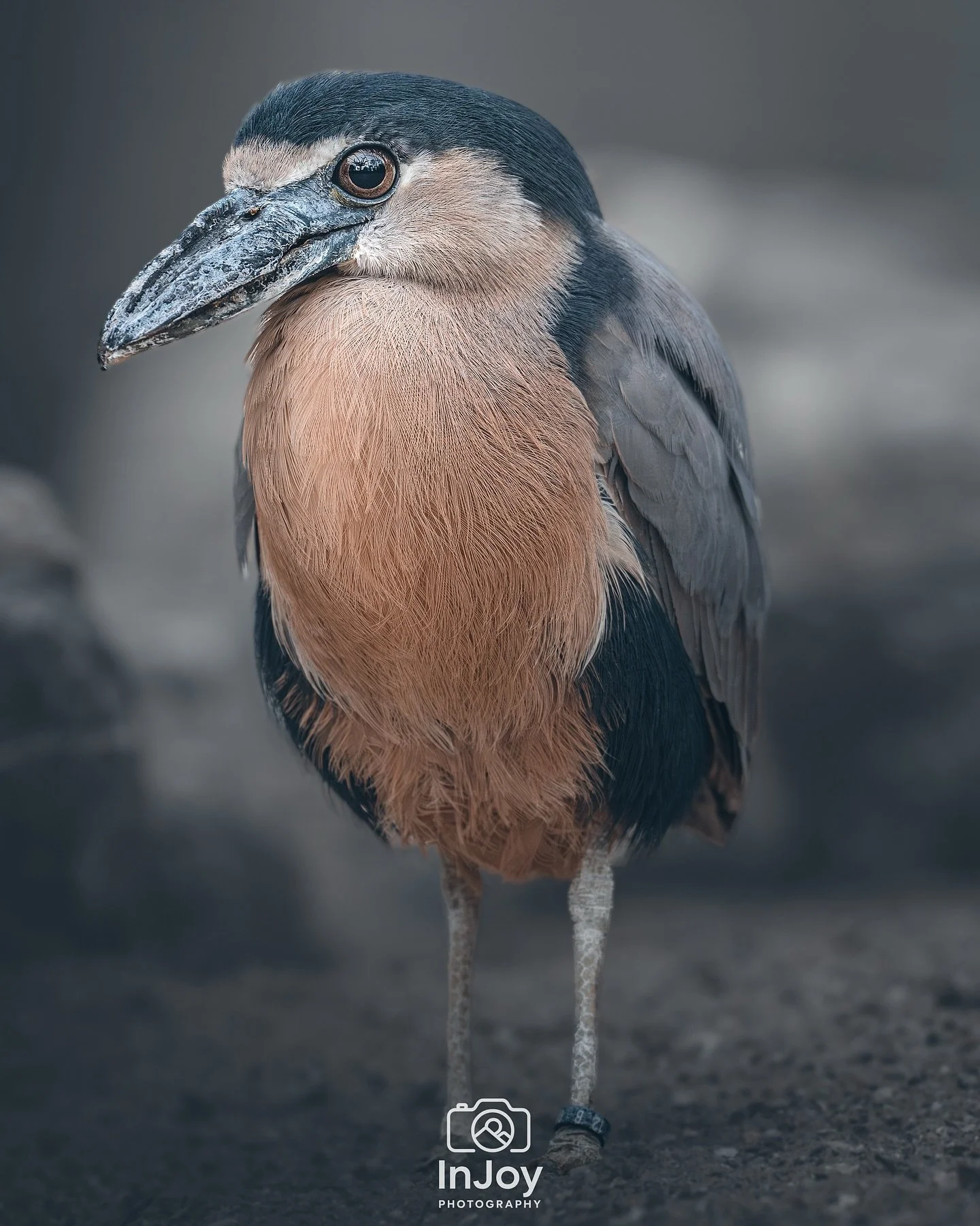 Soft feathers, sharp stare. 🐦
Plumes douces, regard aff&ucirc;t&eacute;. 🐦
Zachte veren, scherpe blik. 🐦

🌐 injoyphotography.be

📸 @injoyxphotography
~InJoy the moment, forever~
#birdphotography #wildlifephotography #naturephotography #birdportr