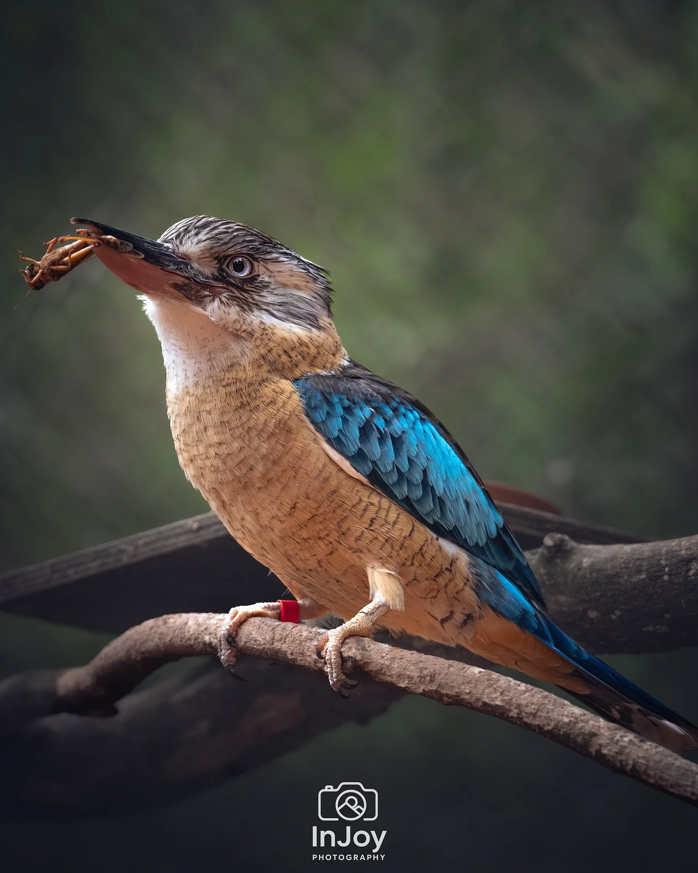 One eye on you, one eye on lunch. 👀🍽️
Un &oelig;il sur toi, un &oelig;il sur le lunch. 👀🍽️
E&eacute;n oog op jou, &eacute;&eacute;n oog op lunch. 👀🍽️

🌐 injoyphotography.be

📸 @injoyxphotography
~InJoy the moment, forever~
#kookaburra #birdph