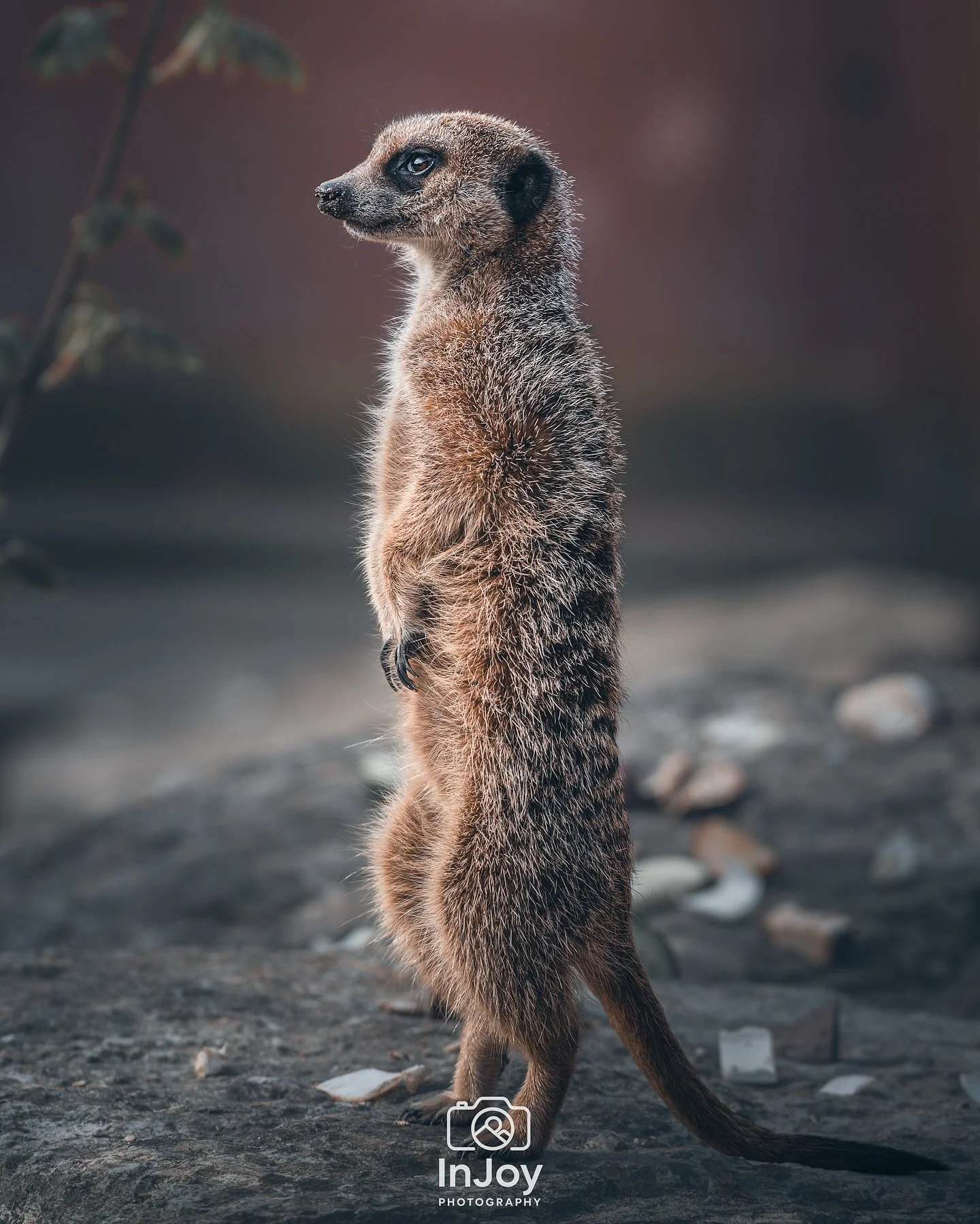 On lookout duty &mdash; no breaks allowed. 🐾👀
En mode sentinelle &mdash; pas de pause. 🐾👀
Op wacht &mdash; pauze bestaat niet. 🐾👀

🌐 injoyphotography.be

📸 @injoyxphotography
~InJoy the moment, forever~
#meerkat #wildlifephotography #animalpo
