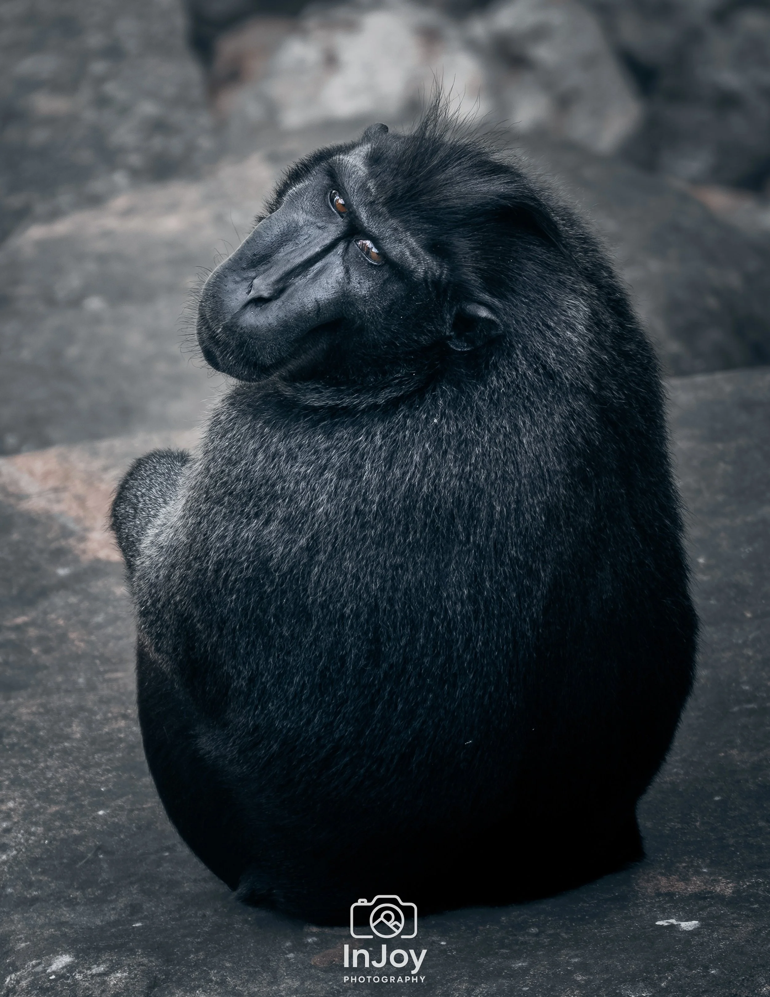 Sometimes a single look says everything. 🖤

Parfois, un seul regard dit tout. 🖤

Soms zegt &eacute;&eacute;n blik alles. 🖤

🌐 injoyphotography.be

📸 @injoyxphotography
InJoy the moment, forever

#wildlifephotography #monkeyportrait #cinematicpho