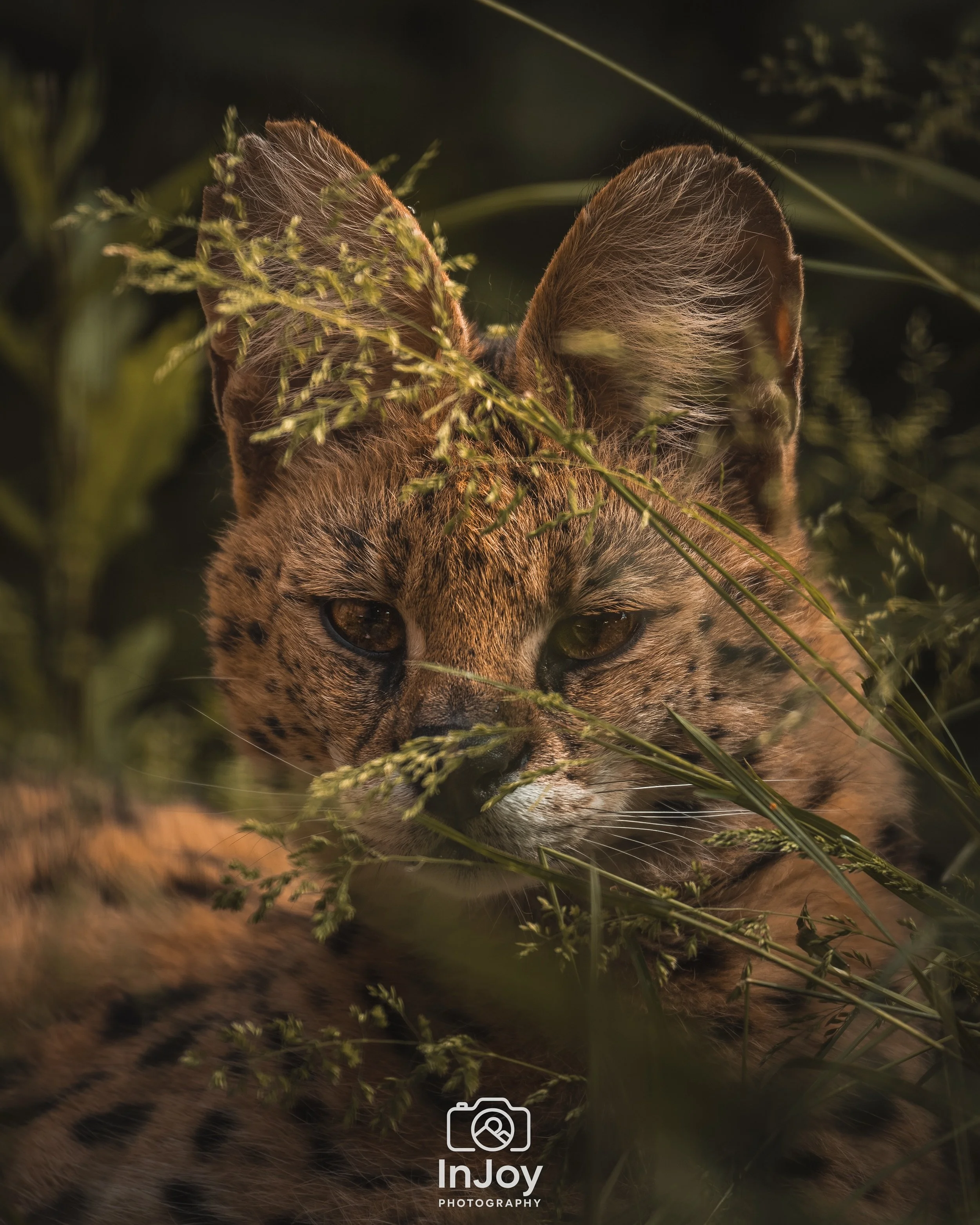 Hidden by the grass.
Never out of sight. 🖤

Cach&eacute; dans les herbes.
Jamais hors de vue. 🖤

Verborgen tussen het gras.
Nooit uit het oog verloren. 🖤

🌐 injoyphotography.be

📸 @injoyxphotography
InJoy the moment, forever

#serval #wildlifeph