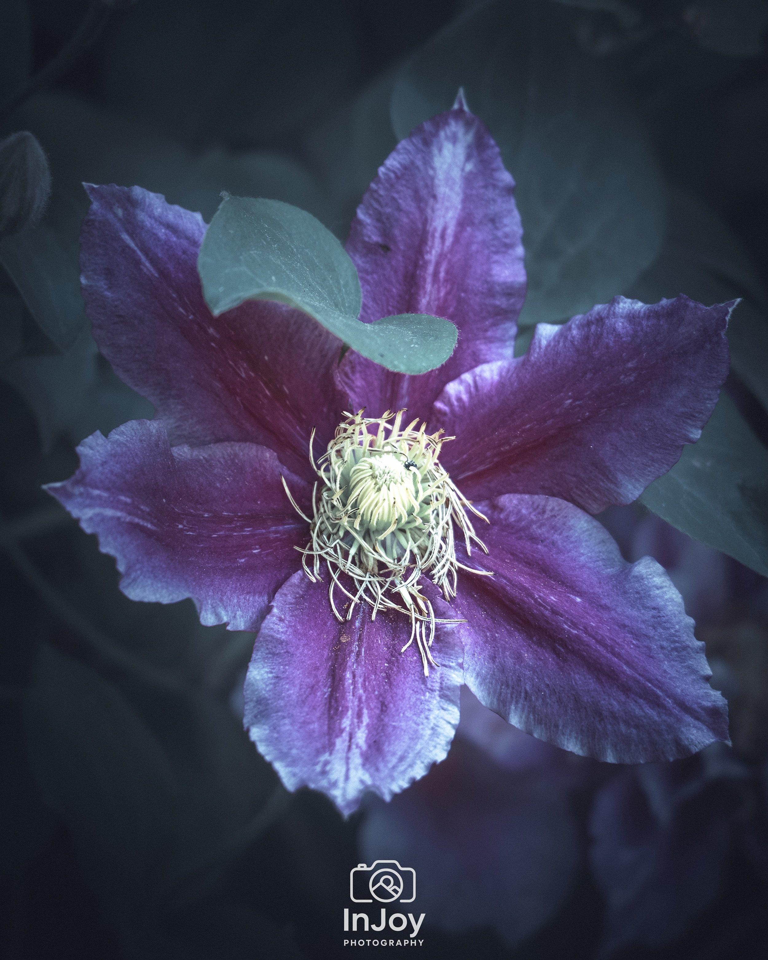 A touch of color in the quiet. 💜

Une touche de couleur dans le silence. 💜

Een vleugje kleur in de stilte. 💜

🌐 injoyphotography.be

📸 @injoyxphotography
InJoy the moment, forever

#flowerphotography #naturephotography #fineartphotography #cine