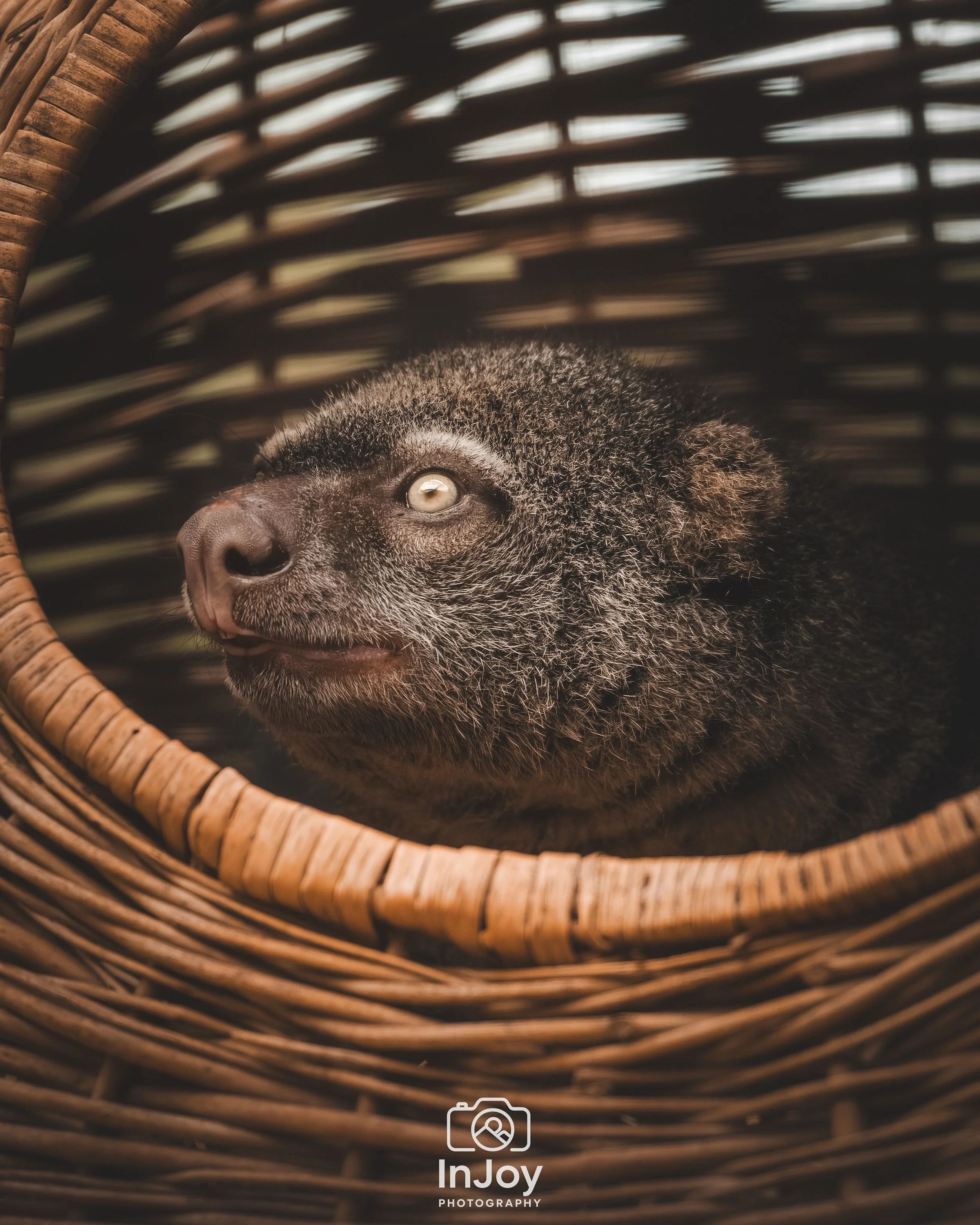 Lost in its own little world. 👀

Perdu dans son propre petit monde. 👀

Verloren in zijn eigen kleine wereld. 👀

🌐 injoyphotography.be

📸 @injoyxphotography
InJoy the moment, forever

#wildlifephotography #animalportrait #naturephotography #pairi