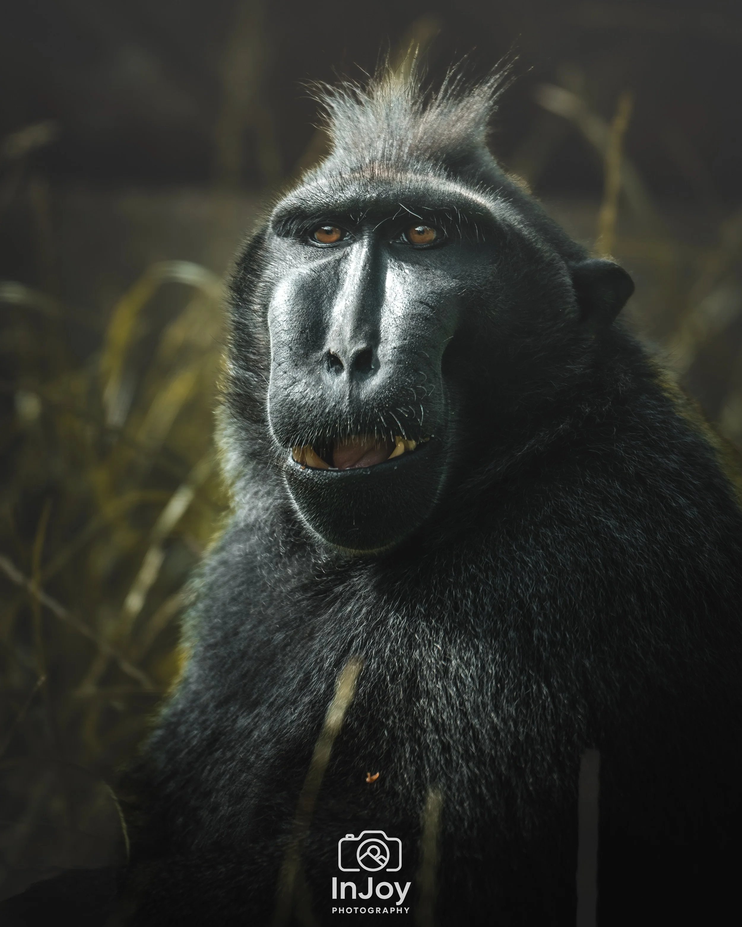 A face full of character.

Un visage plein de caract&egrave;re.

Een gezicht vol karakter.

🌐 injoyphotography.be

📸 @injoyxphotography
InJoy the moment, forever

#wildlifephotography #animalportrait #naturephotography #pairidaiza #photo