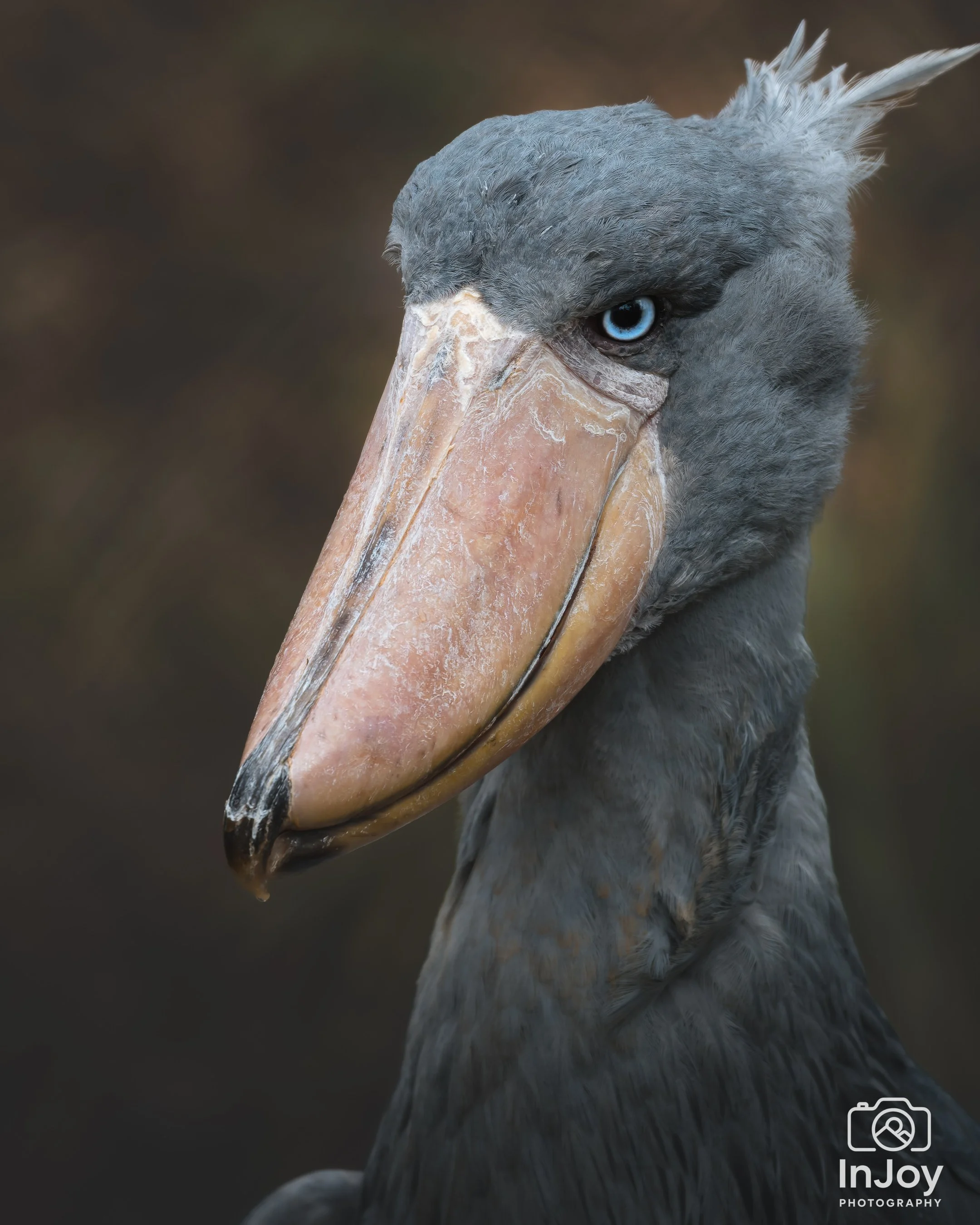 JOR_0791-DxO_DeepPRIME 3.jpg