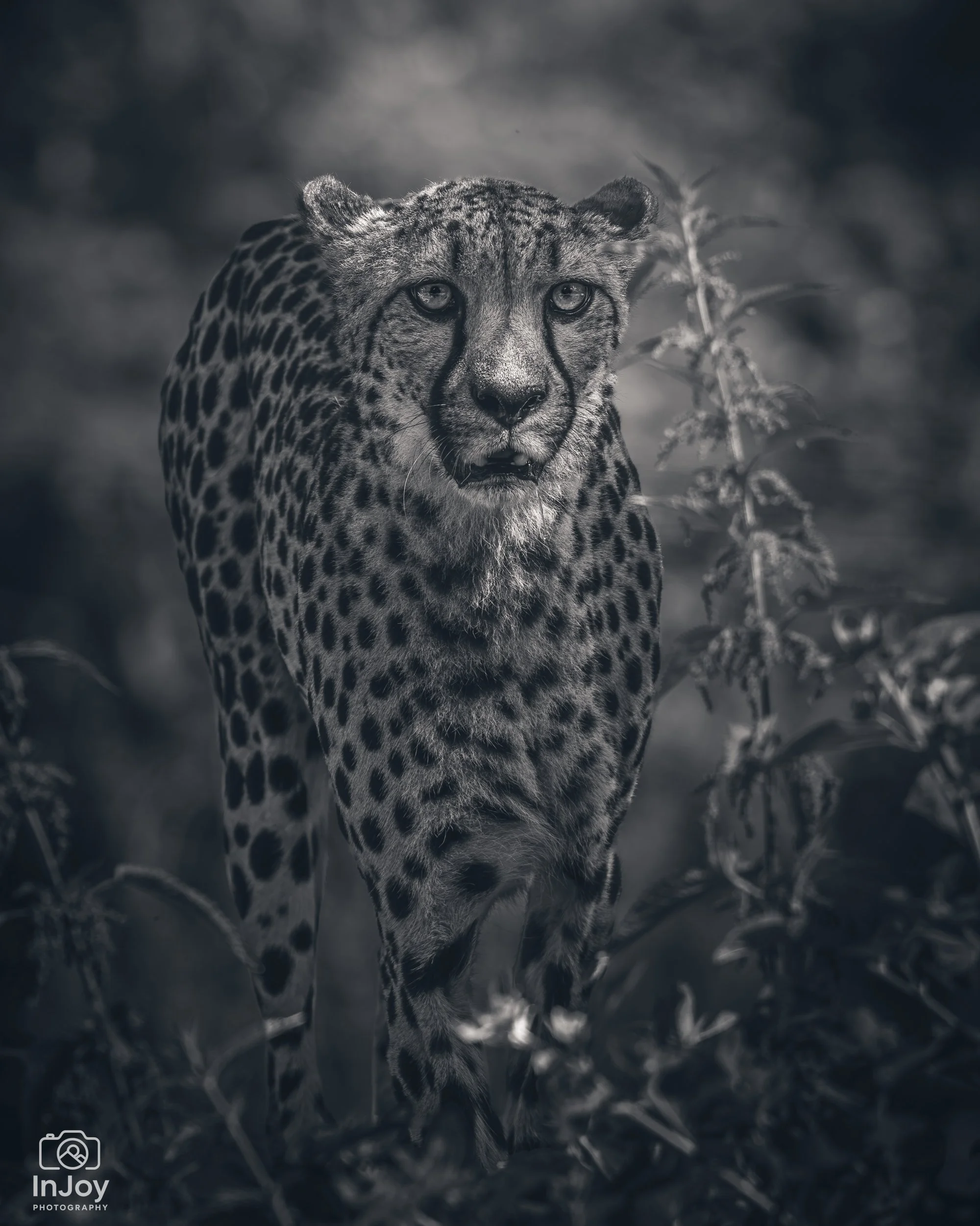JOR_5645.jpg