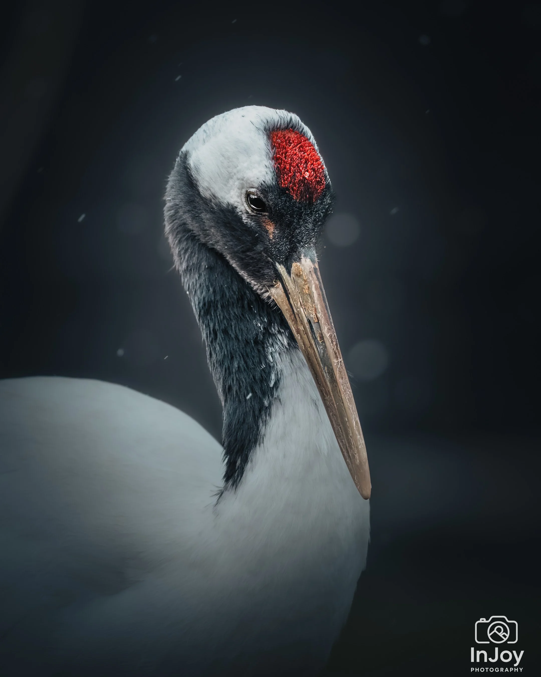 JOR_3445-DxO_DeepPRIME 3.jpg