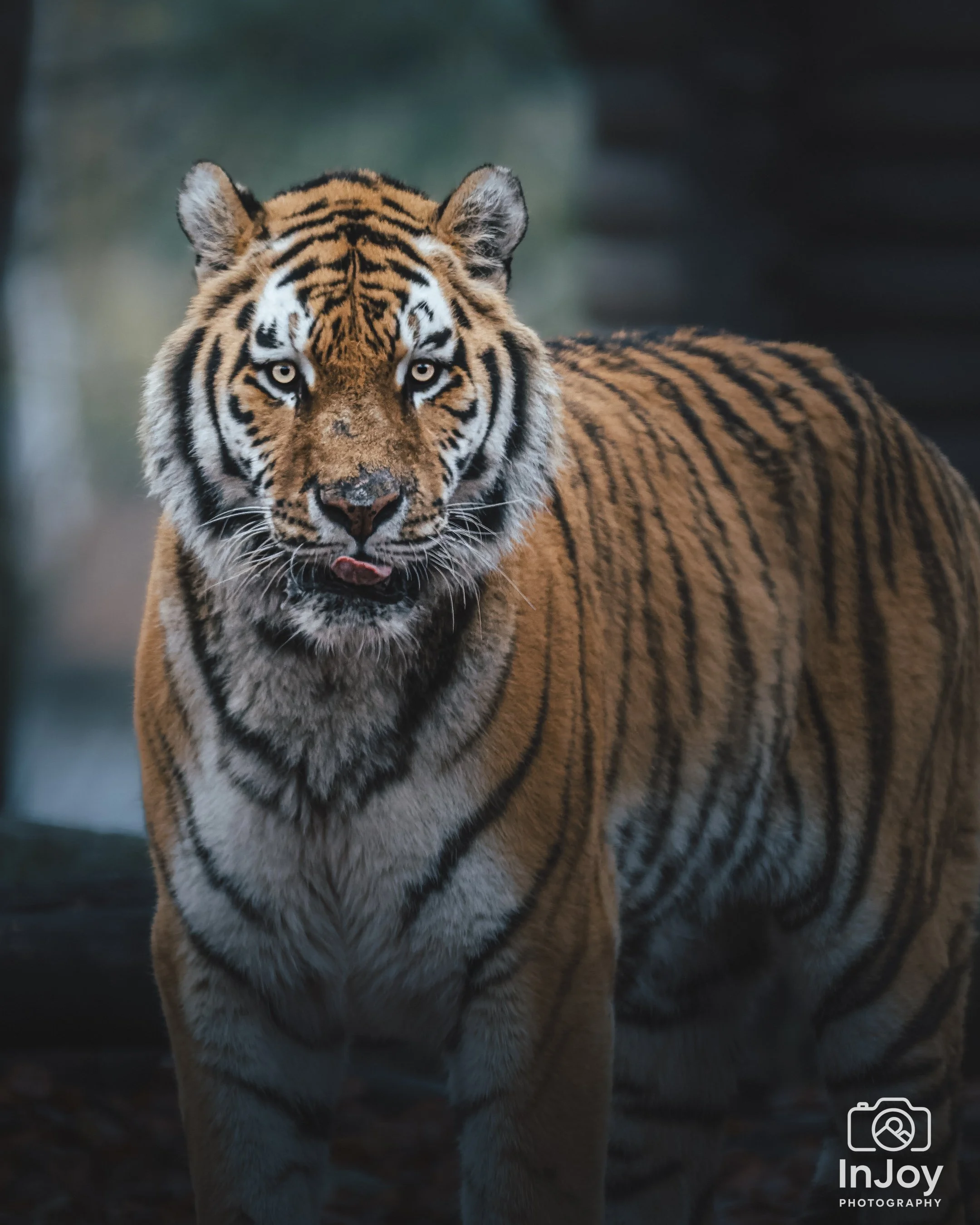 DSC_7449-DxO_DeepPRIME 3.jpg