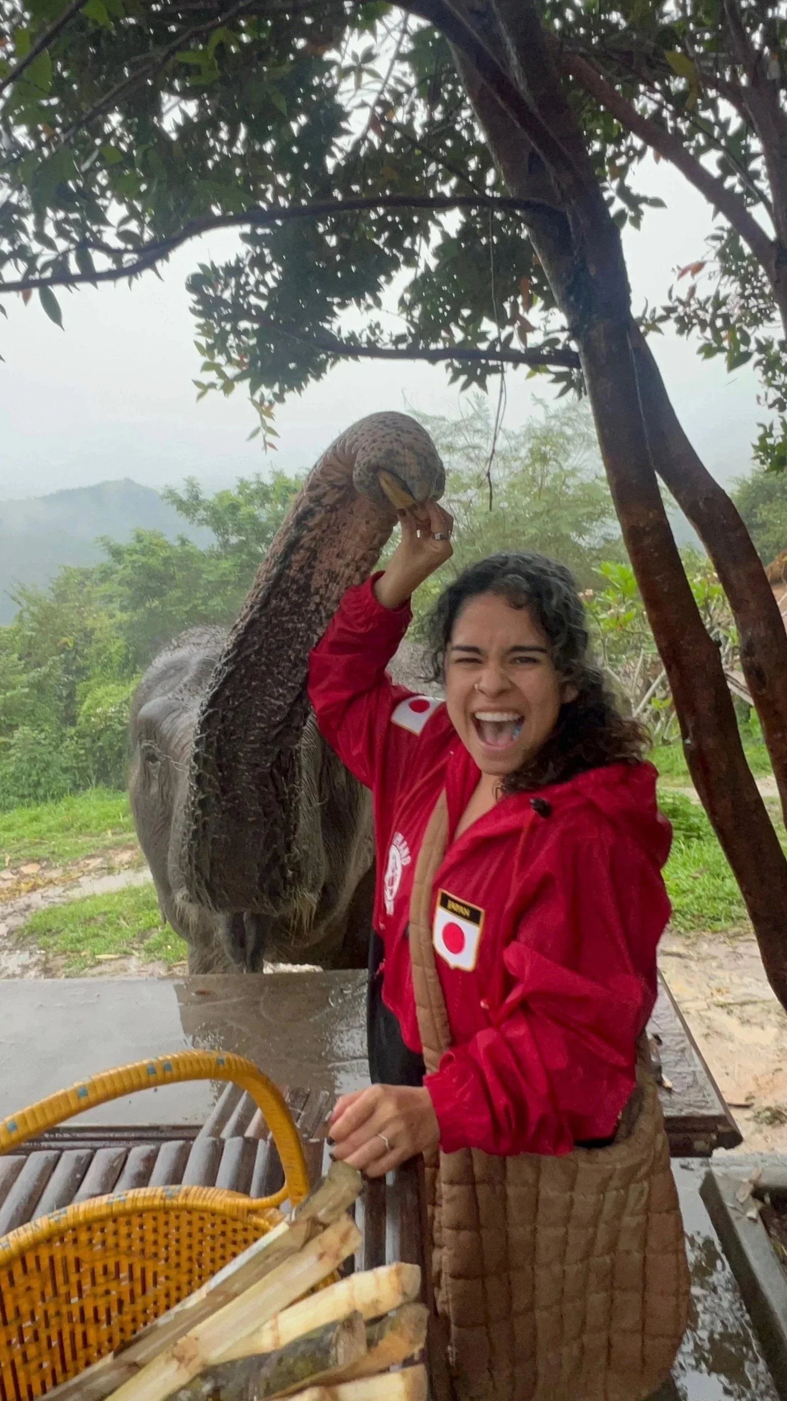 A woman with curly hair, wearing a red jacket with Japanese patches, is enthusiastically smiling as she holds a large piece of sugarcane near the mouth of an elephant. They are outdoors in a lush, green setting with trees and mountains in the background, and there is a wooden table with more sugarcane and a basket in the foreground.
