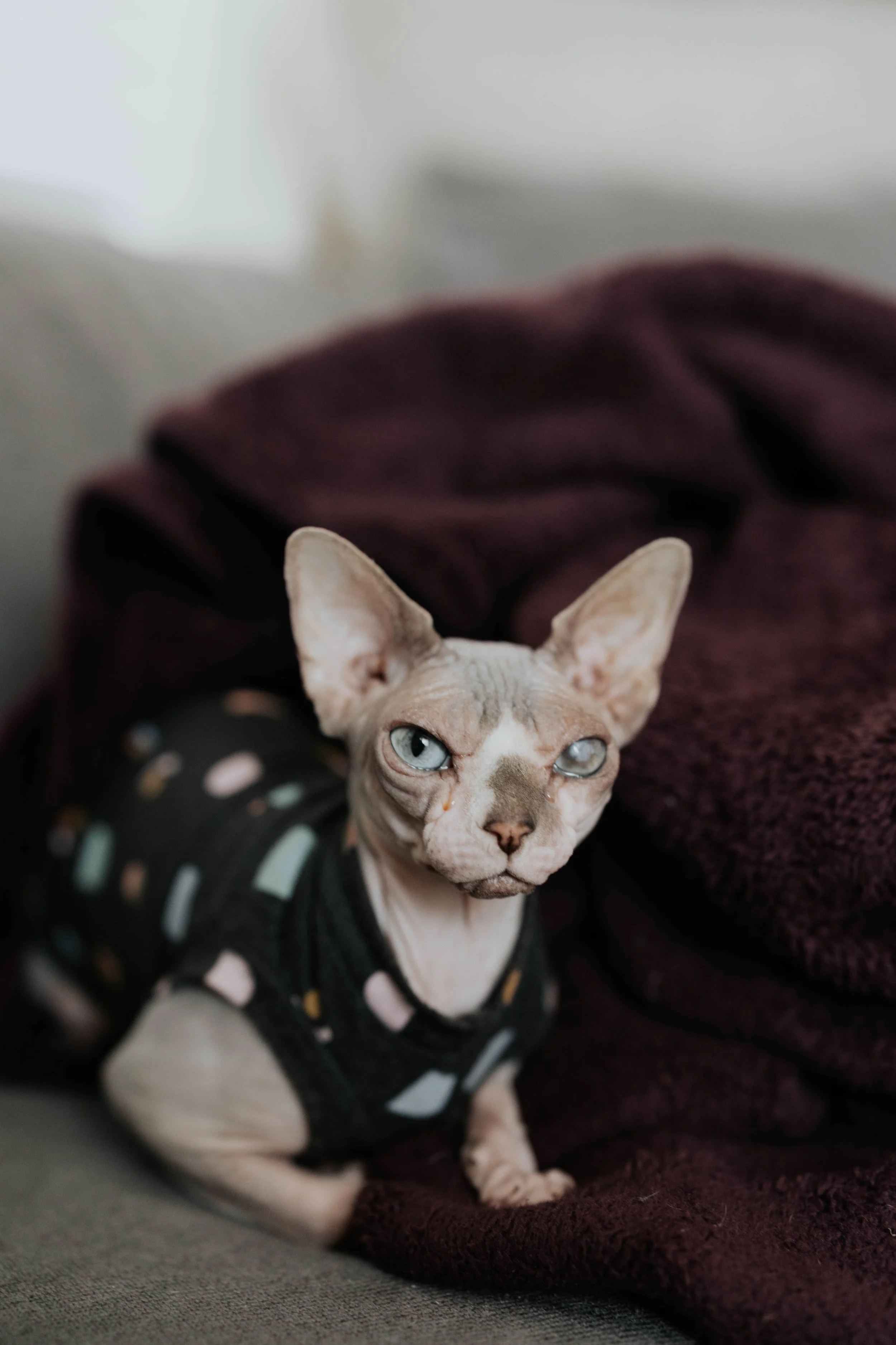 The morning began with quiet getting-ready moments and wedding detail photos before the ceremony at the Boojum Tree in Phoenix. From the bride’s dress and rings to personal touches shared throughout the space, every detail reflected Lauren & Joel’s b