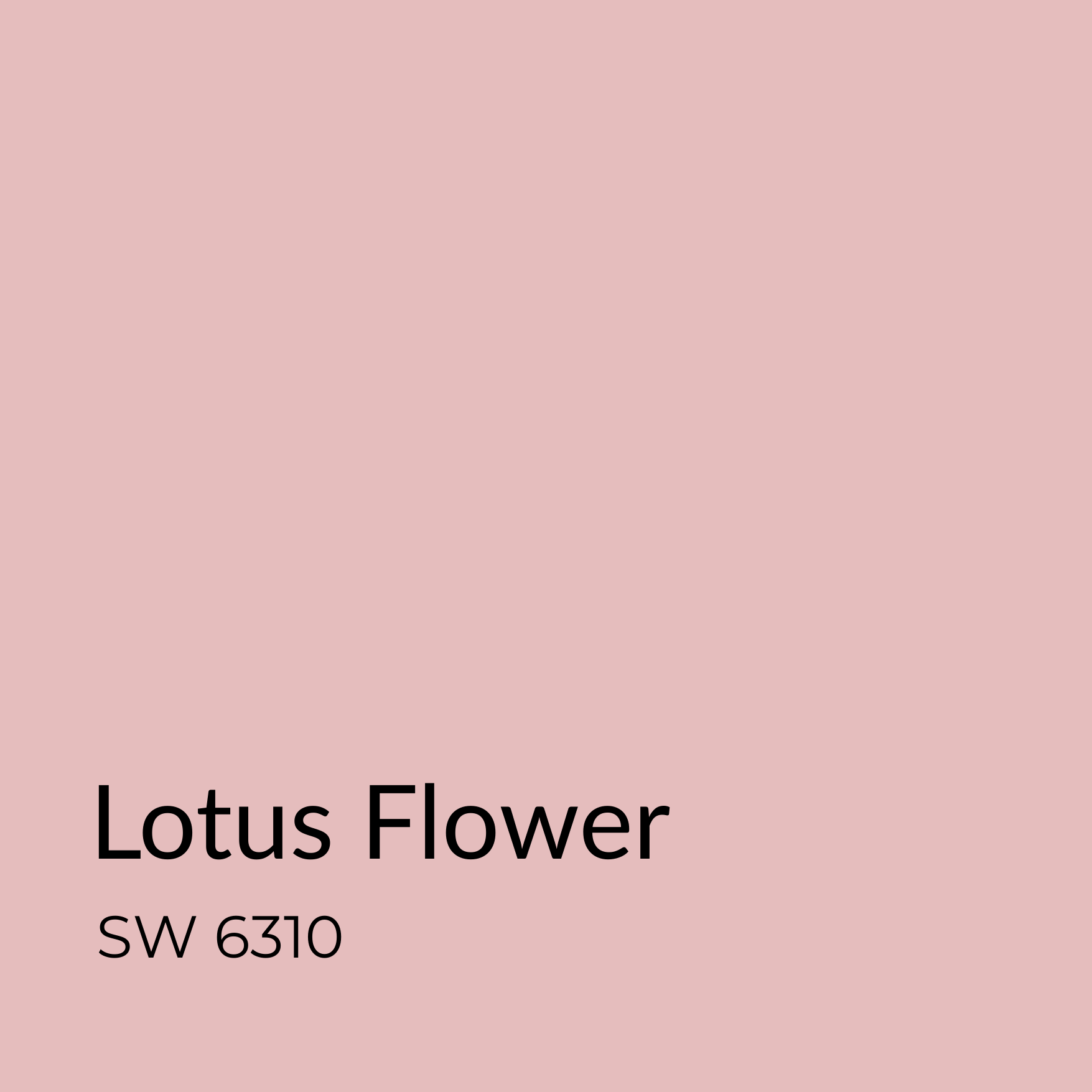 Lotus Flower