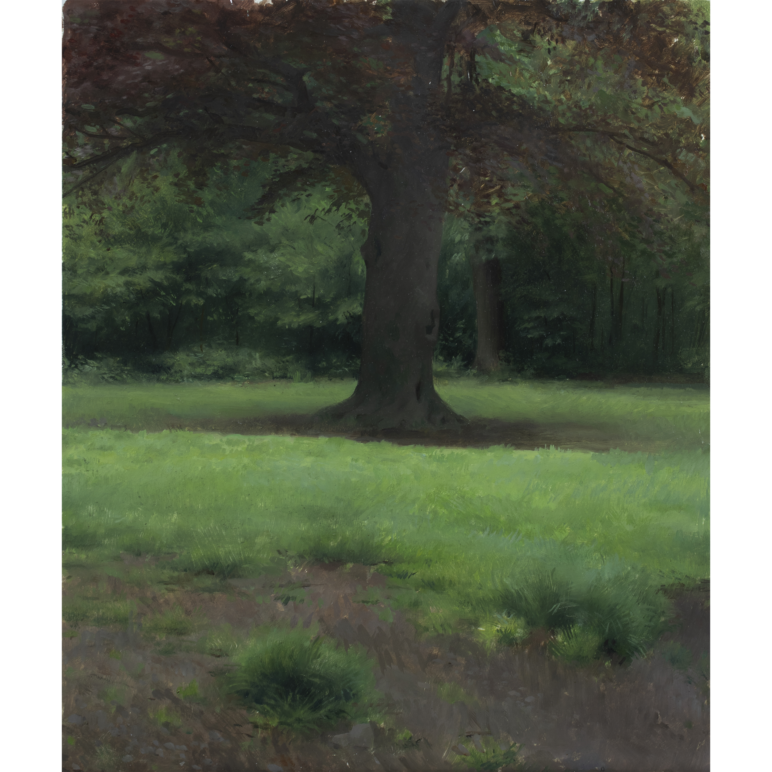 Tree in Prospect Park (2024) by Quebec artist Fabrice Grimard. An oil painting on canvas depicting a tree in Prospect Park New York. Painted in the classical academic style.