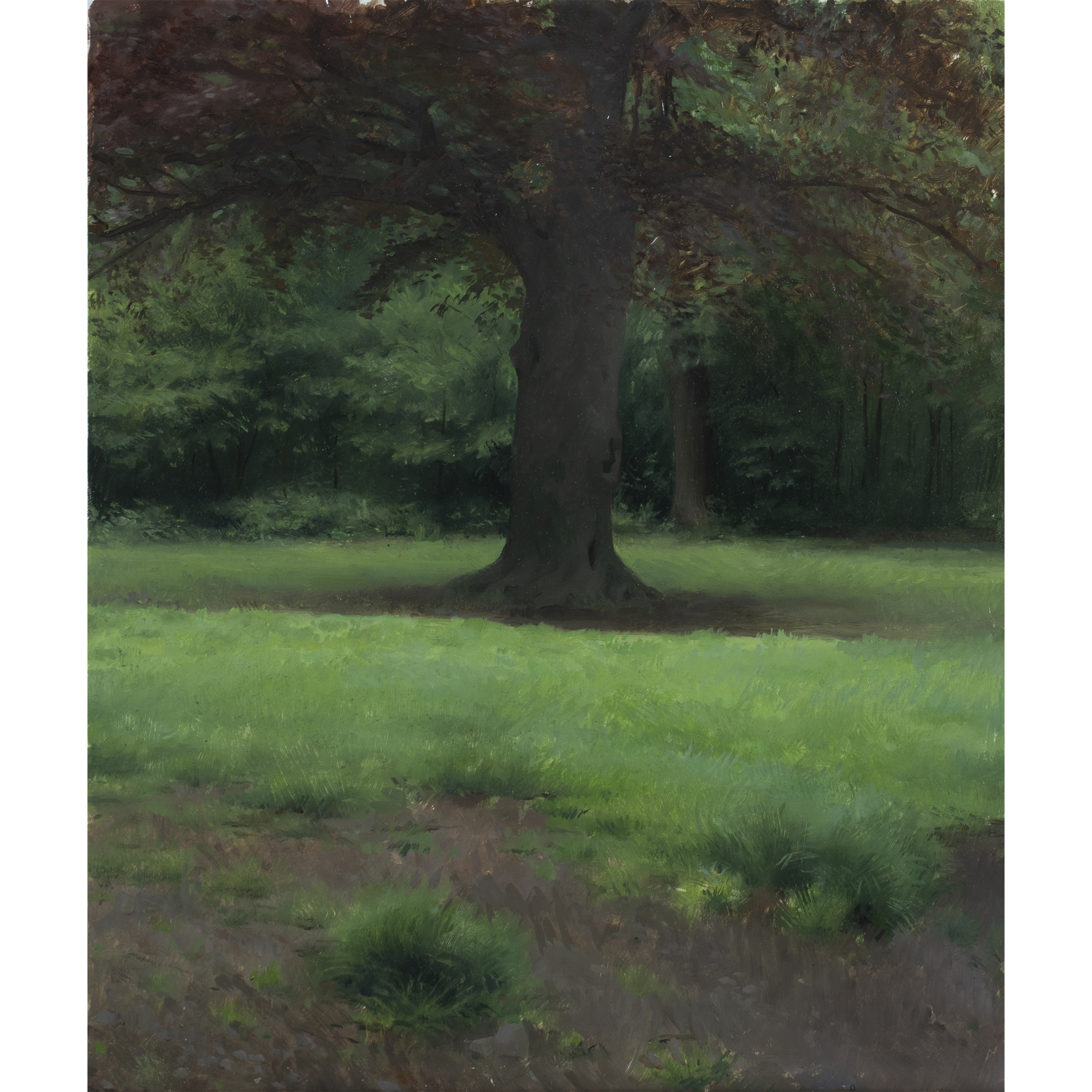 Tree in Prospect Park