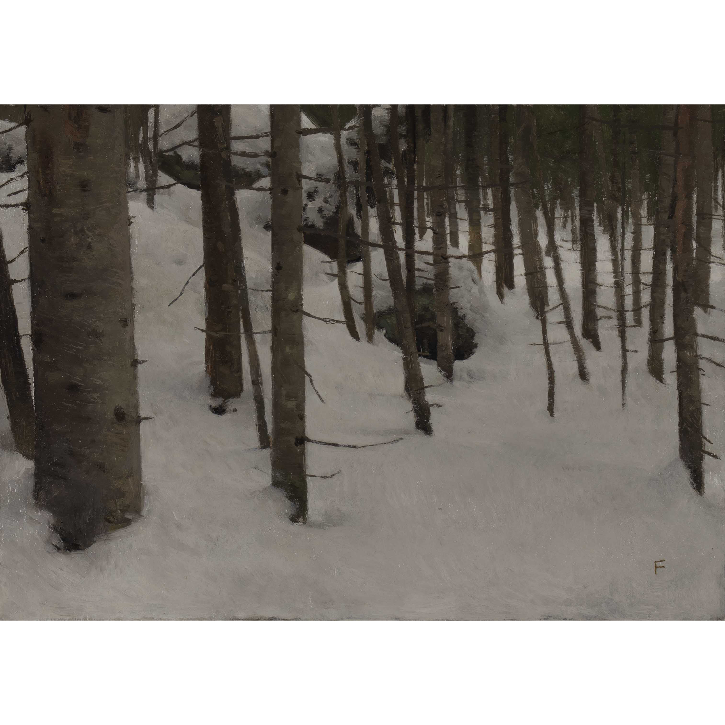 Forest Interior Evergreen