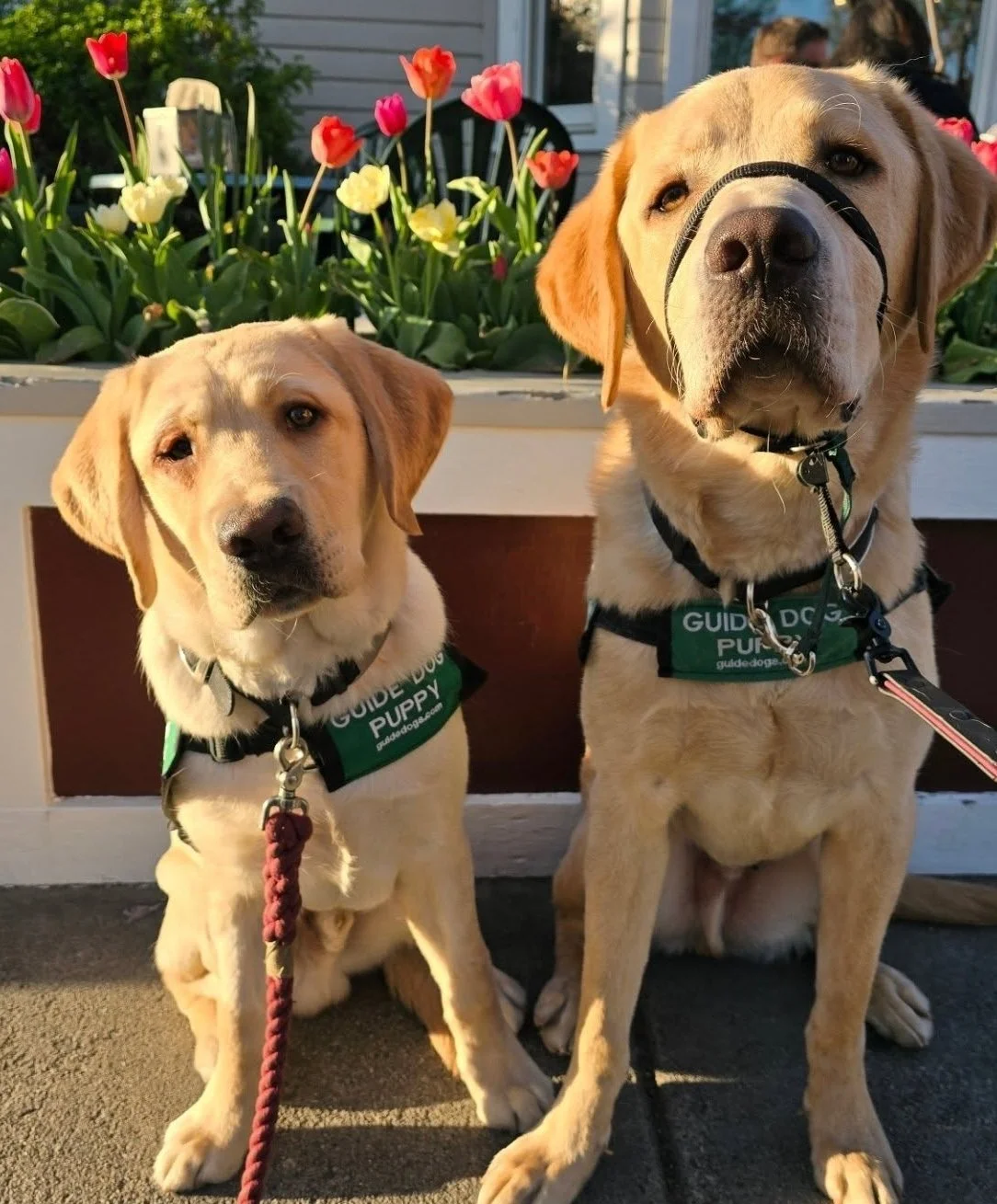 Ollie and Kimball.jpg