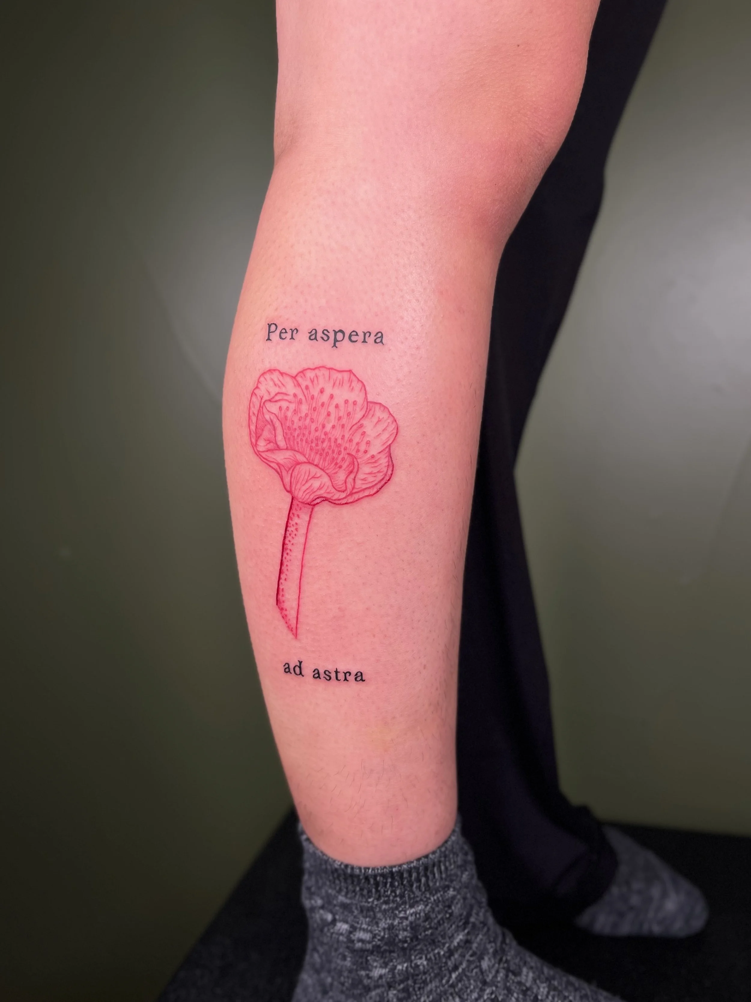 A tattoo of a poppy flower on a person's calf with the Latin phrase "Per aspera ad astra" written above and below the flower.