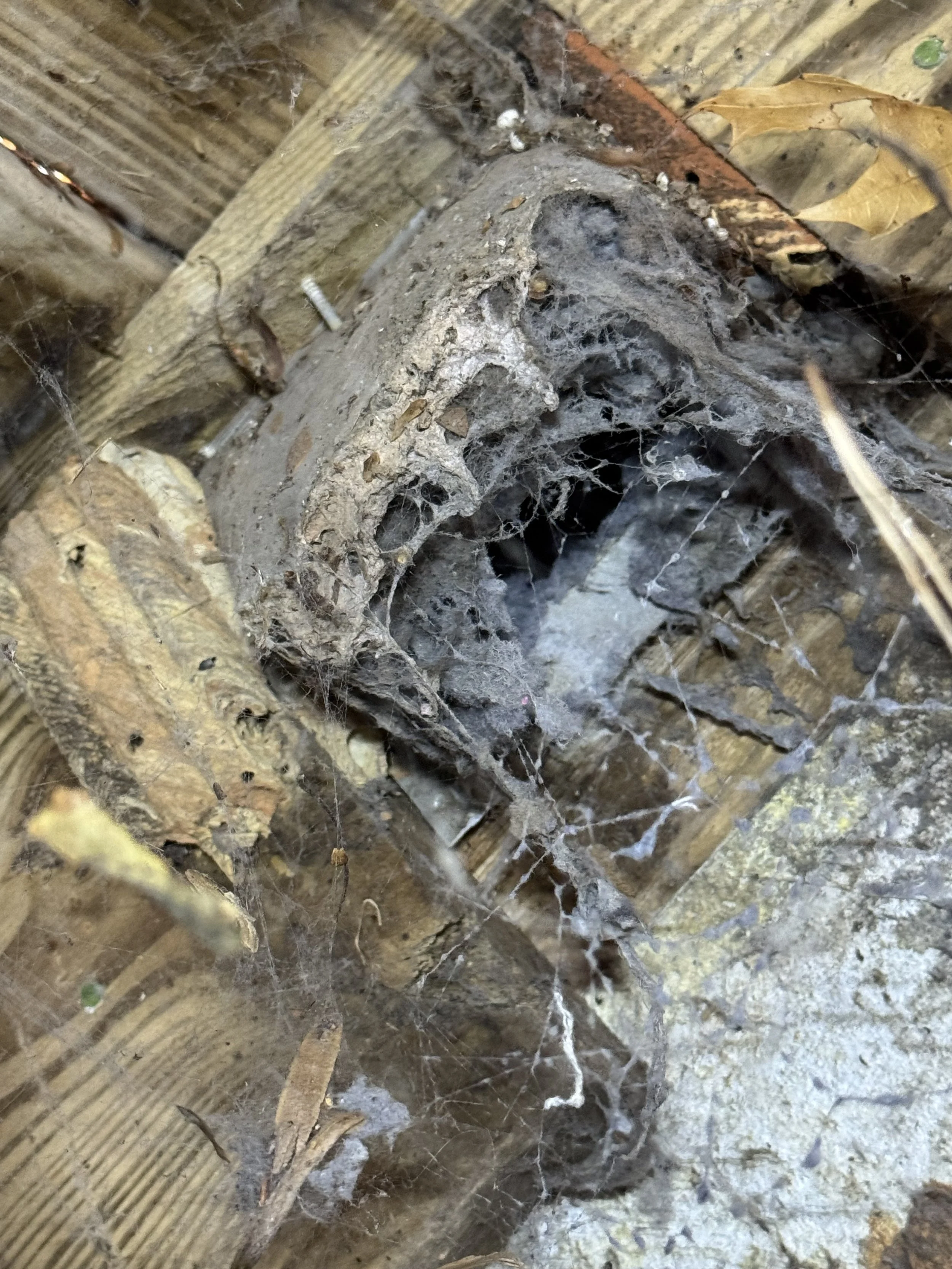 A close-up of a dirty and damaged dryer vent termination. 