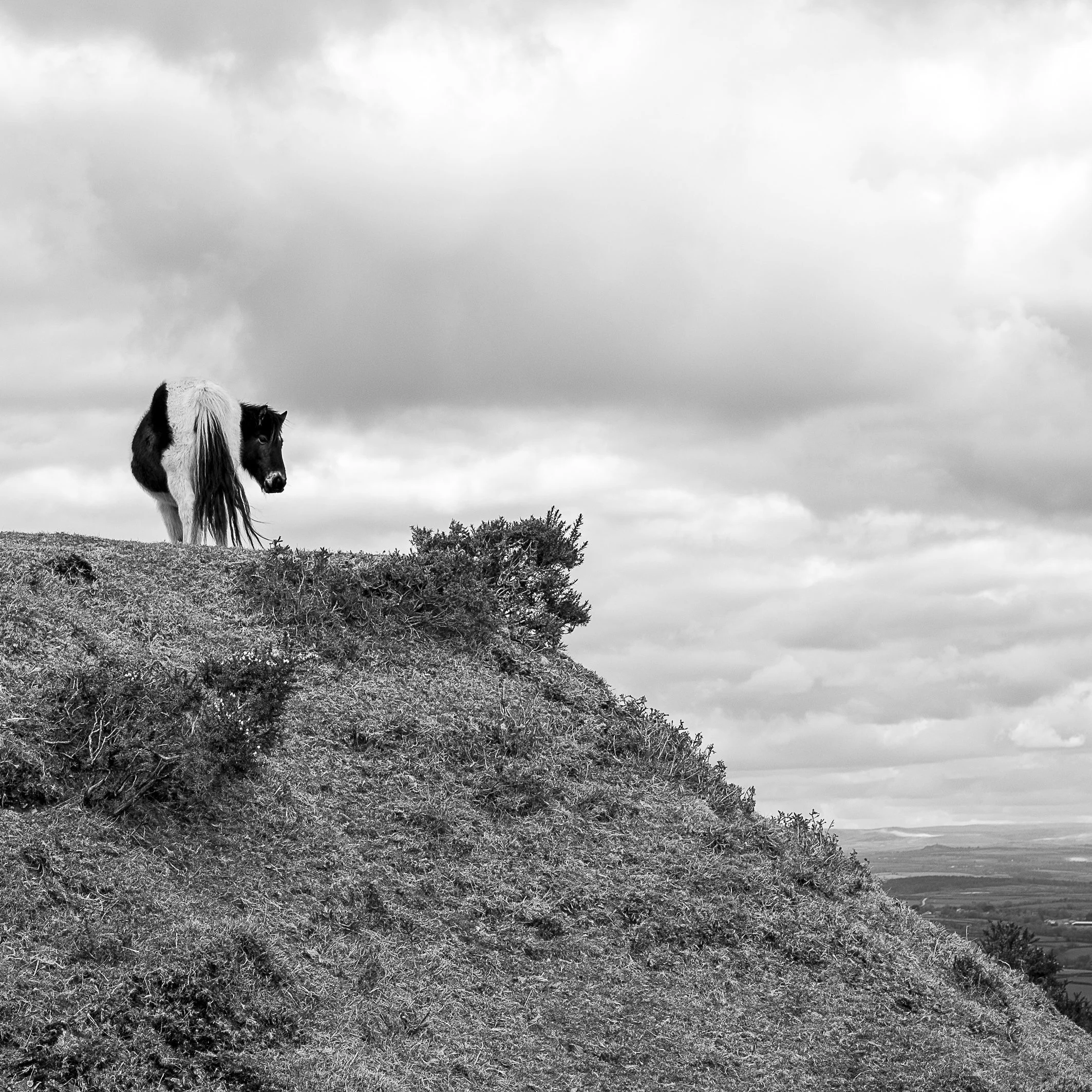 Pony III, Bodmin Moor, Cornwall