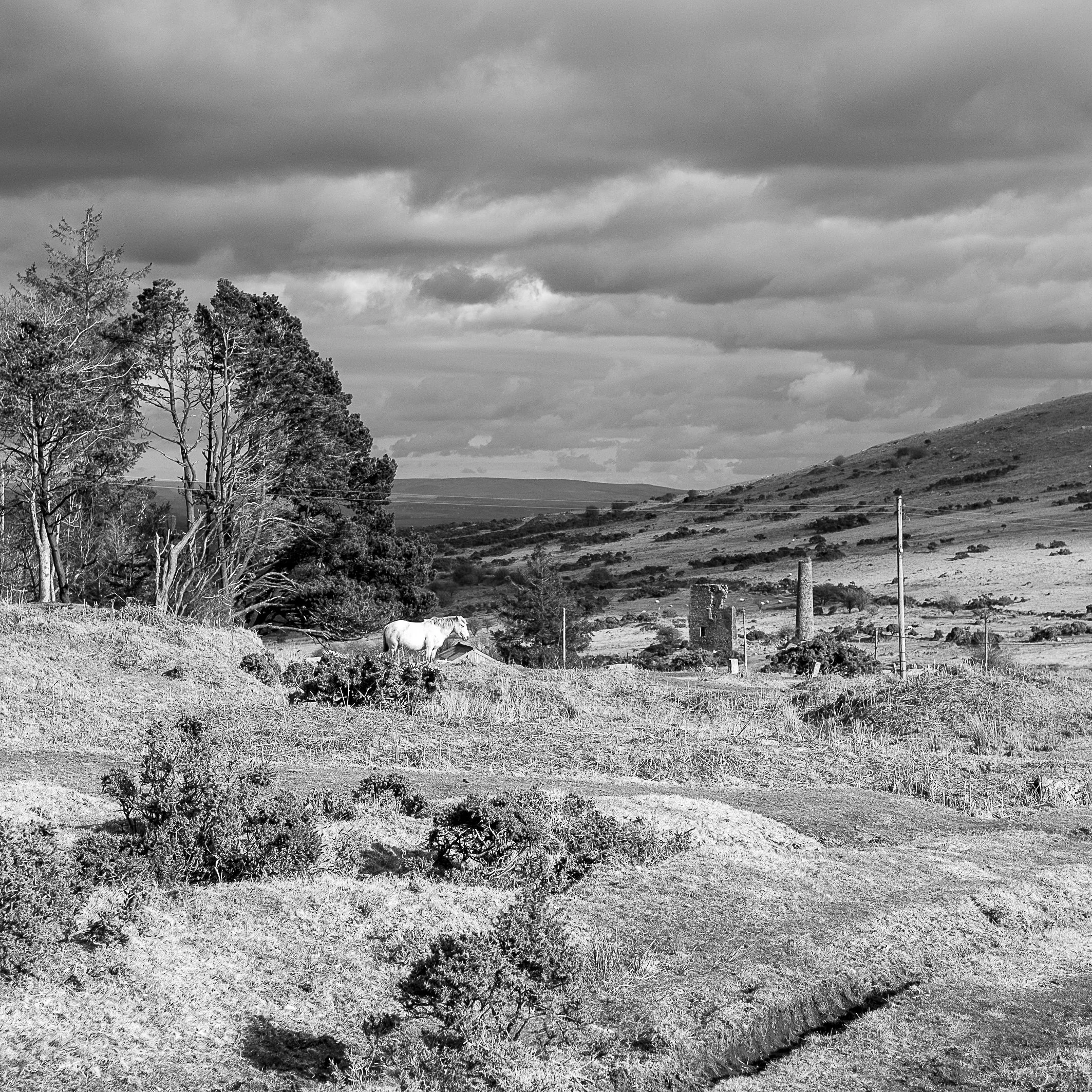 Pony I, Bodmin Moor, Cornwall