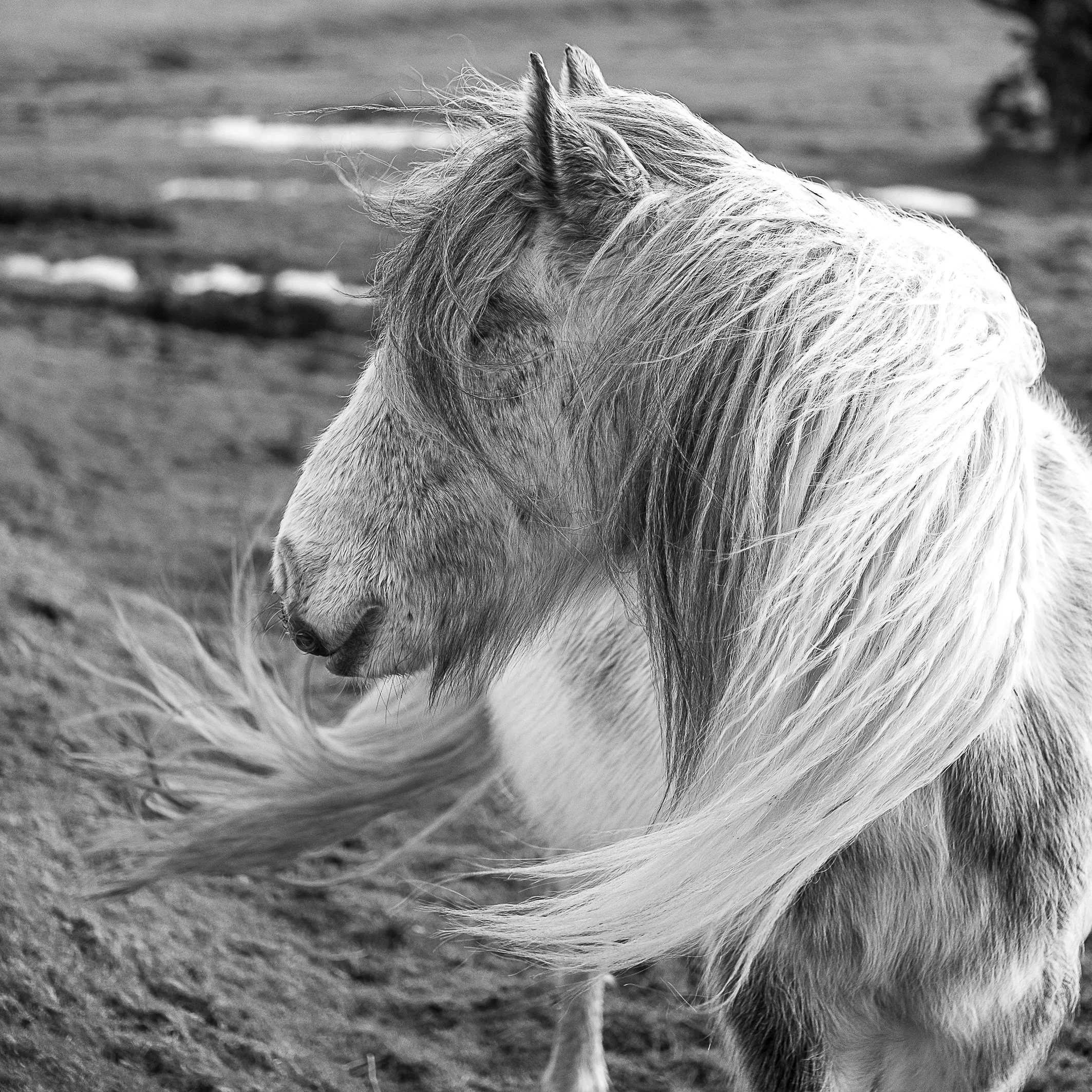 Pony IV, Bodmin Moor, Cornwall