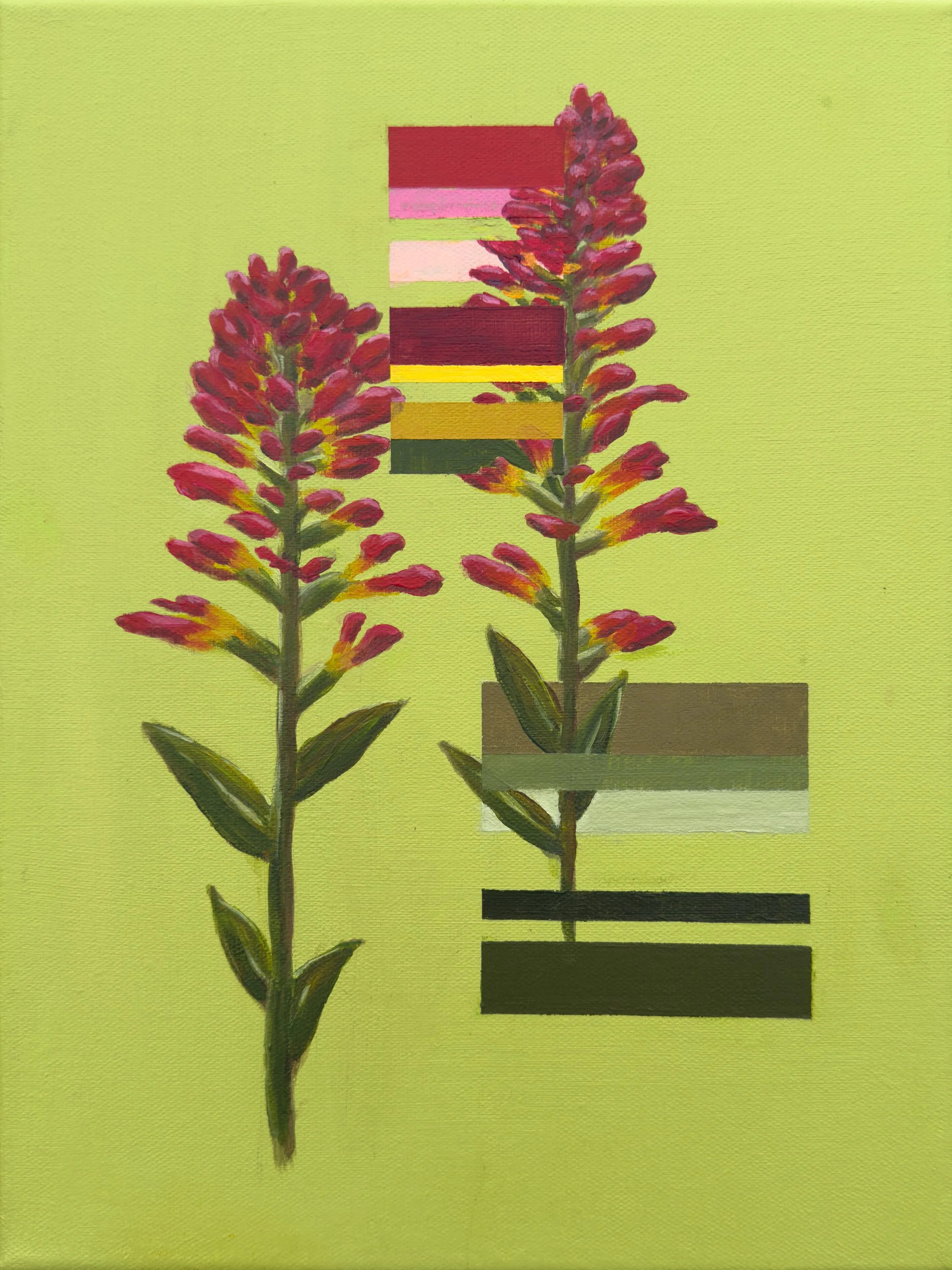 castilleja on rgb(186, 219, 136)